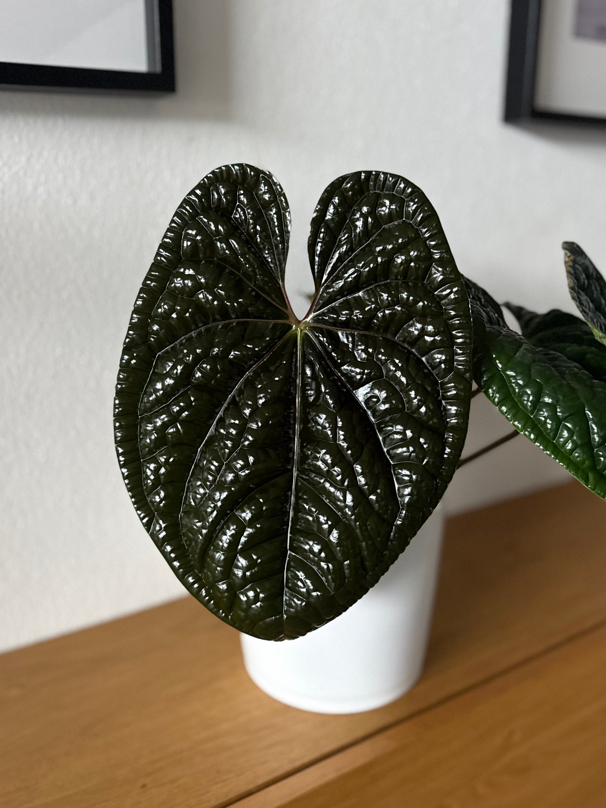 *NEU - (ZxM) x  luxurians - gekeimte Samen