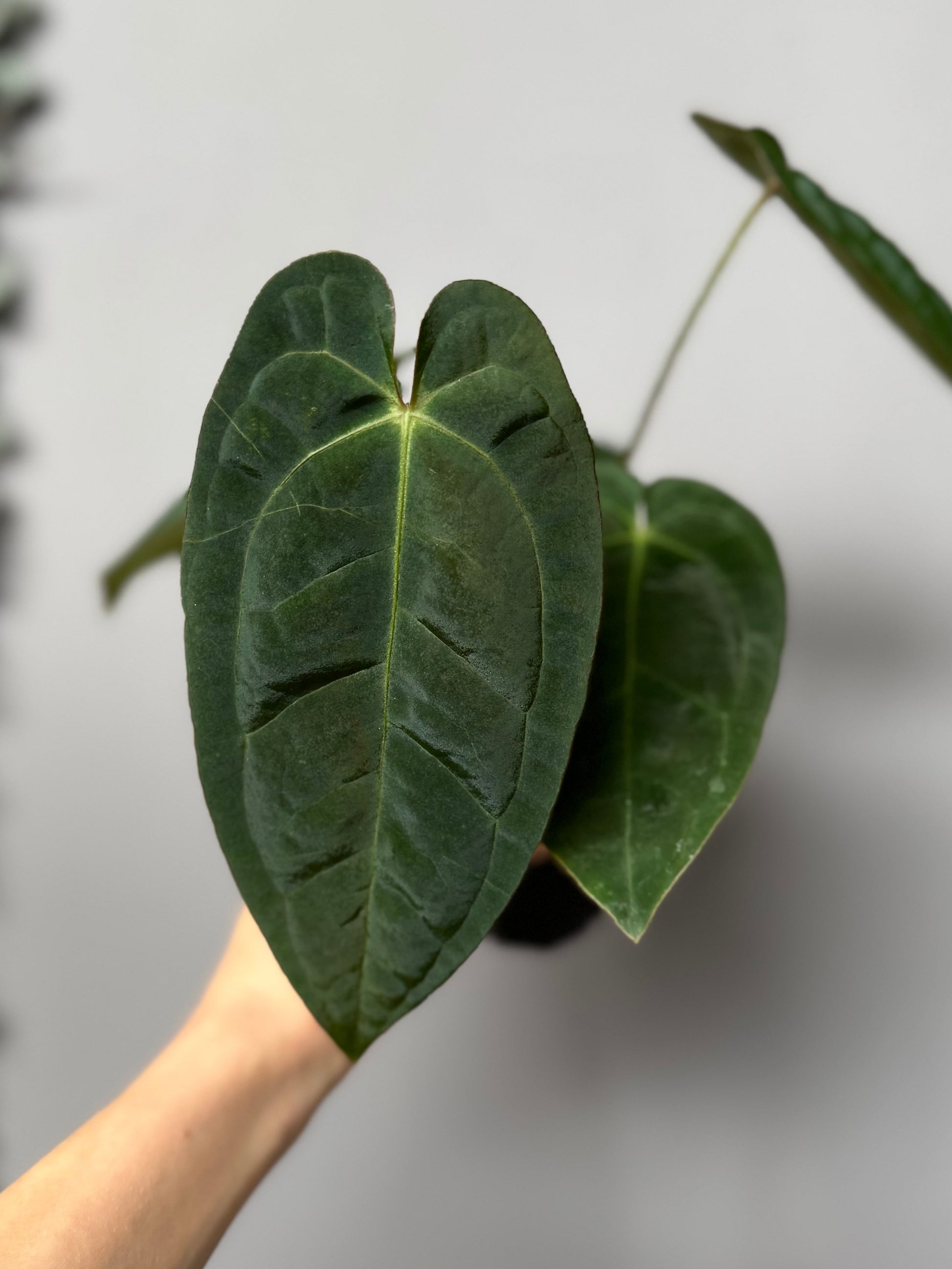 Anthurium papillilaminum x M - plant B