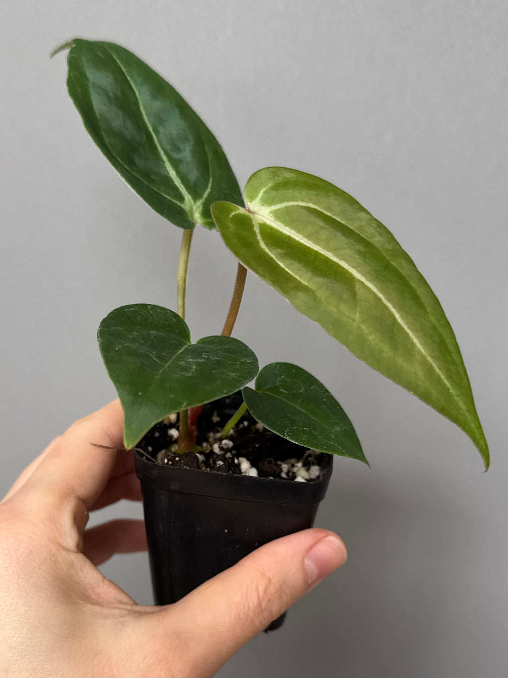 Anthurium (PapillilaminumX x (KOS x Silver Blush)) X (NSE Red Crystallinum x carlablackiae)
