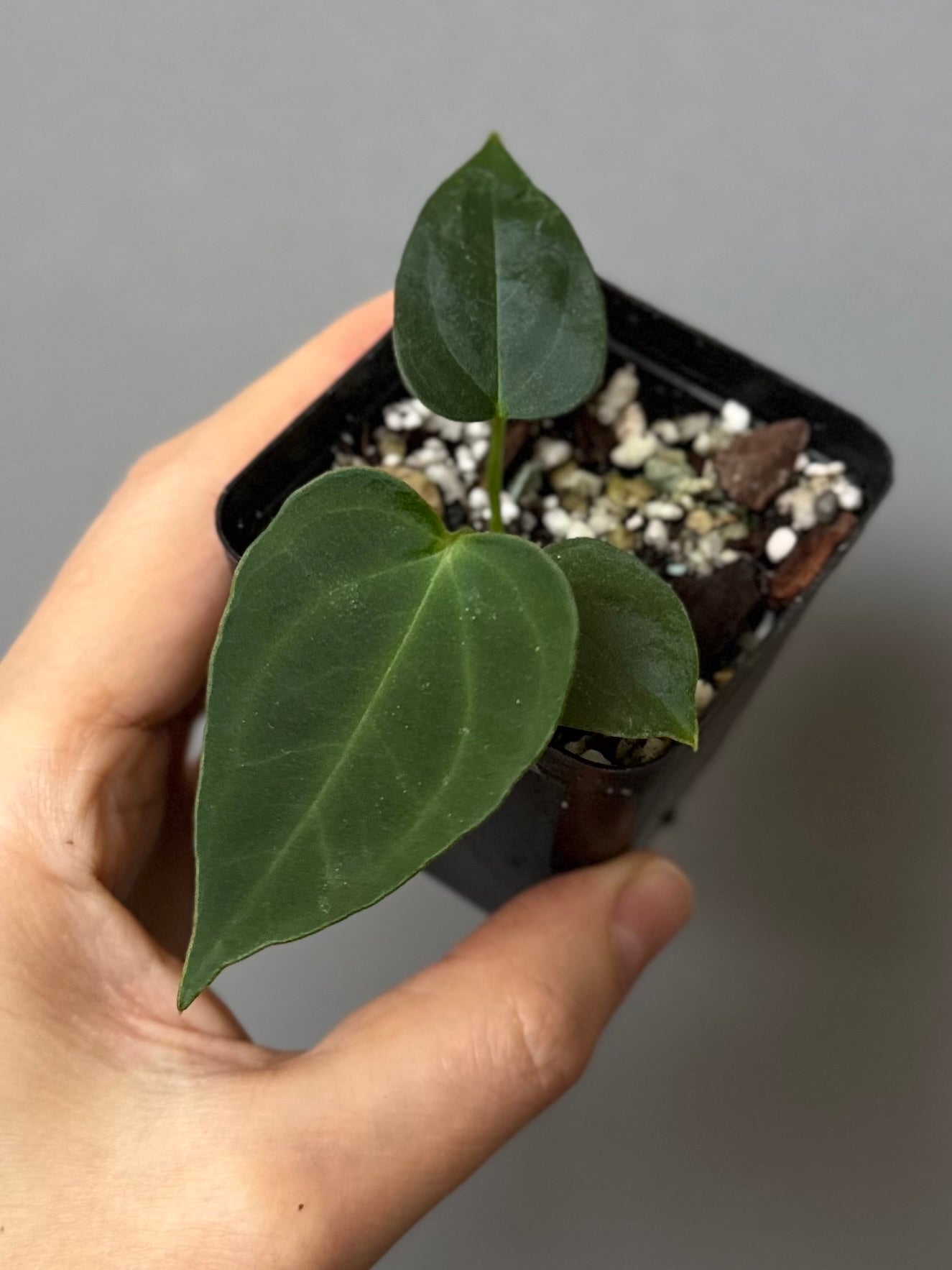 Anthurium (NoID x Papi Indo) x (DH x RVC)