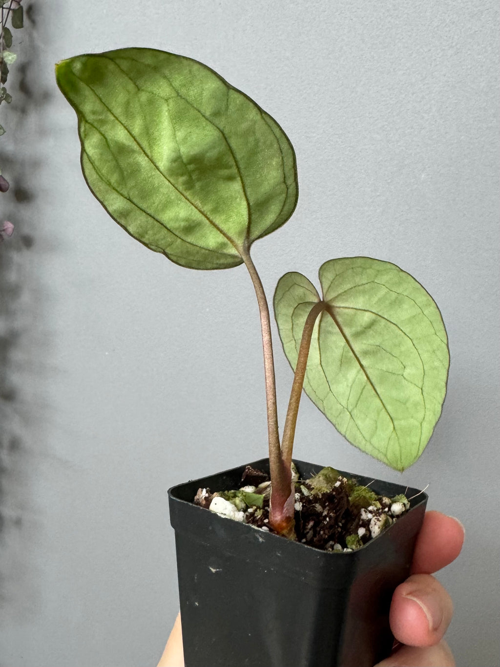 Anthurium Ace of Spades (AOS) dark form (Tezula) Clone (von abelia.plants)