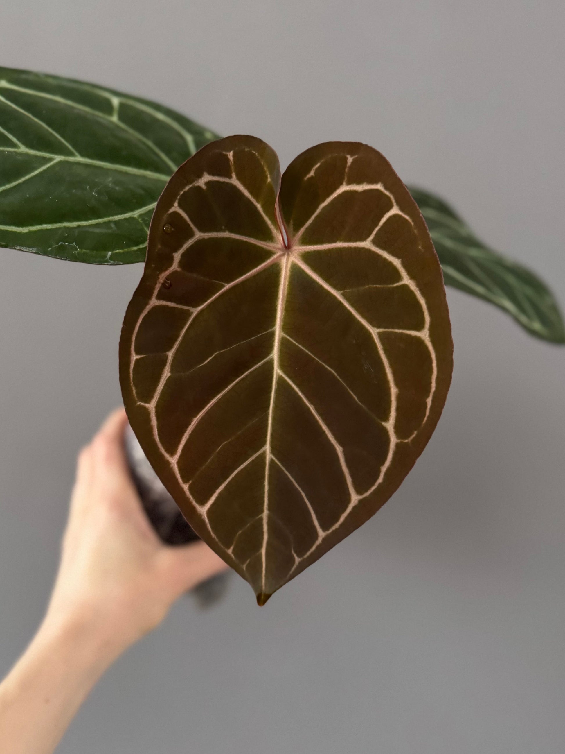 Anthurium (Brielle x Red Crystallinum) x NSE Carlablackiae