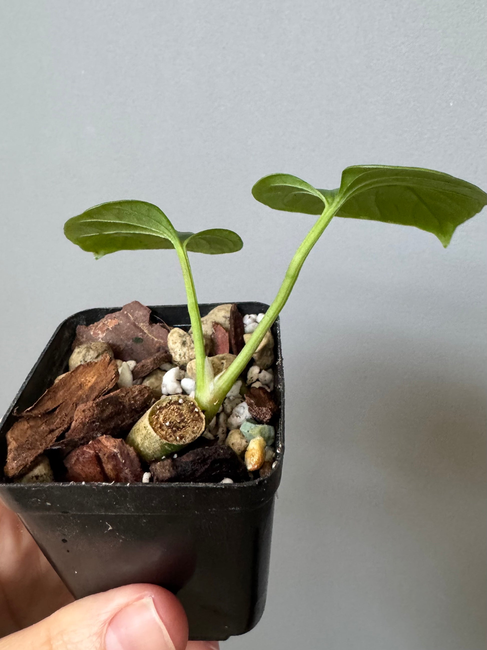 Anthurium debilis (#1) - cutting