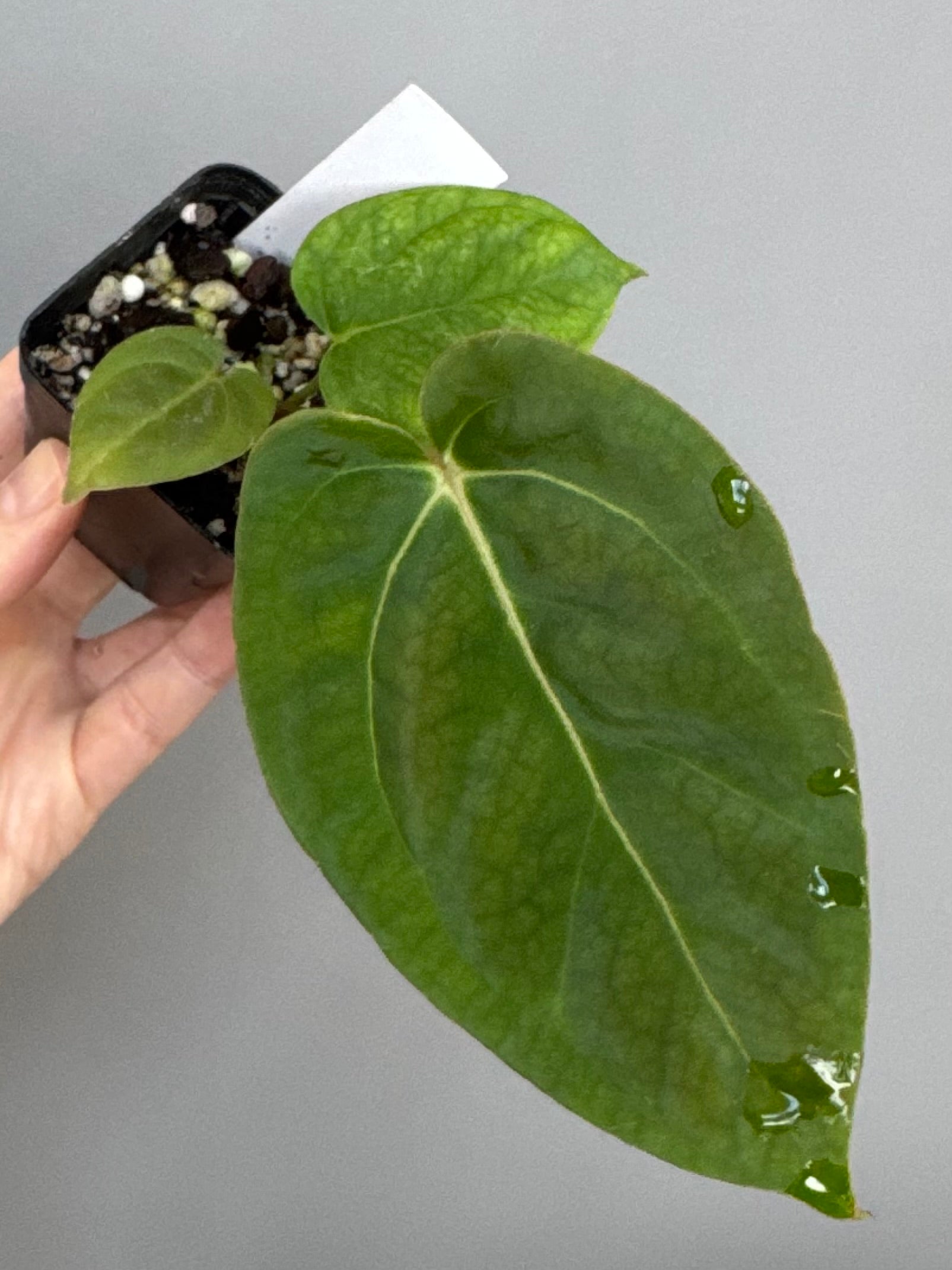 Anthurium NoID x besseae aff. long