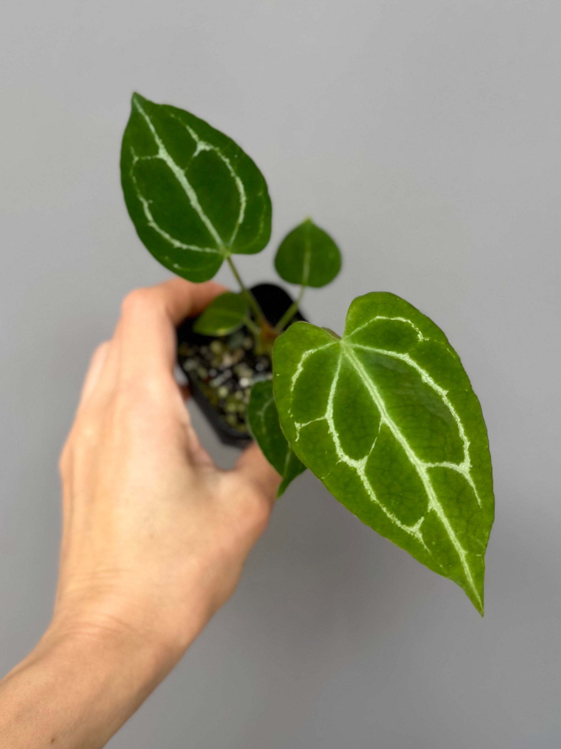 Crystallinum xopen
