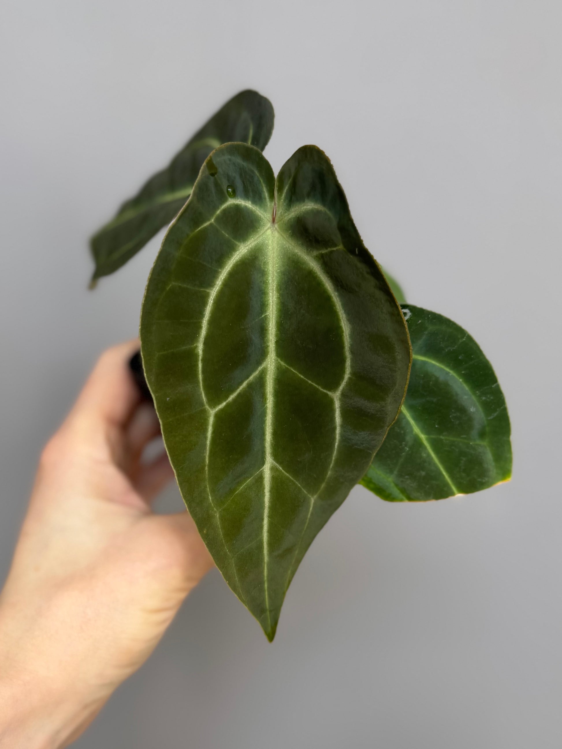 Anthurium Besseae aff. (#1)