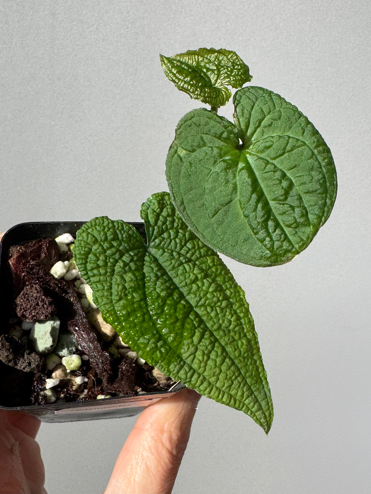Anthurium clidemioides