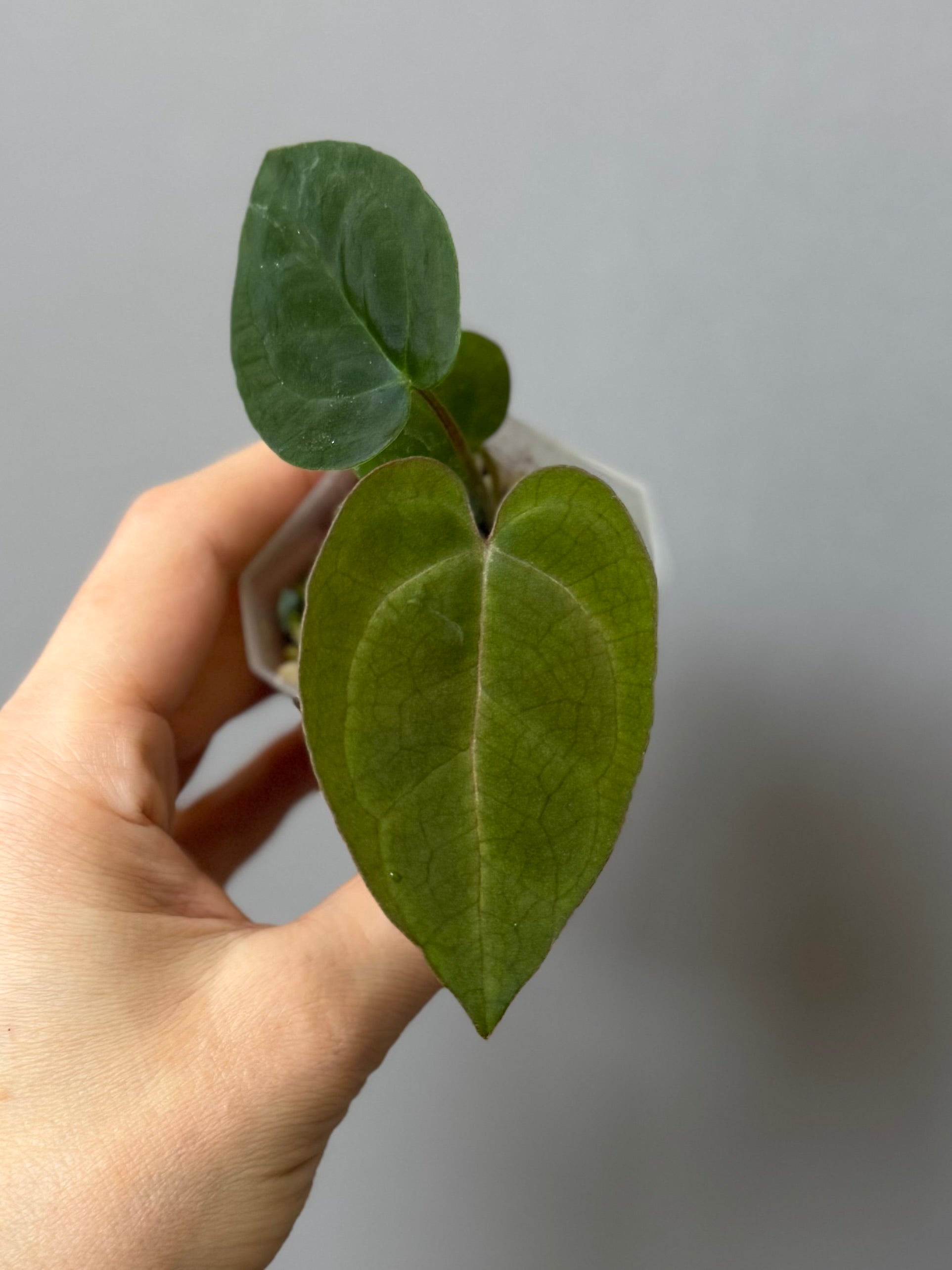 Anthurium AOS df Tezula x Carlablackiae