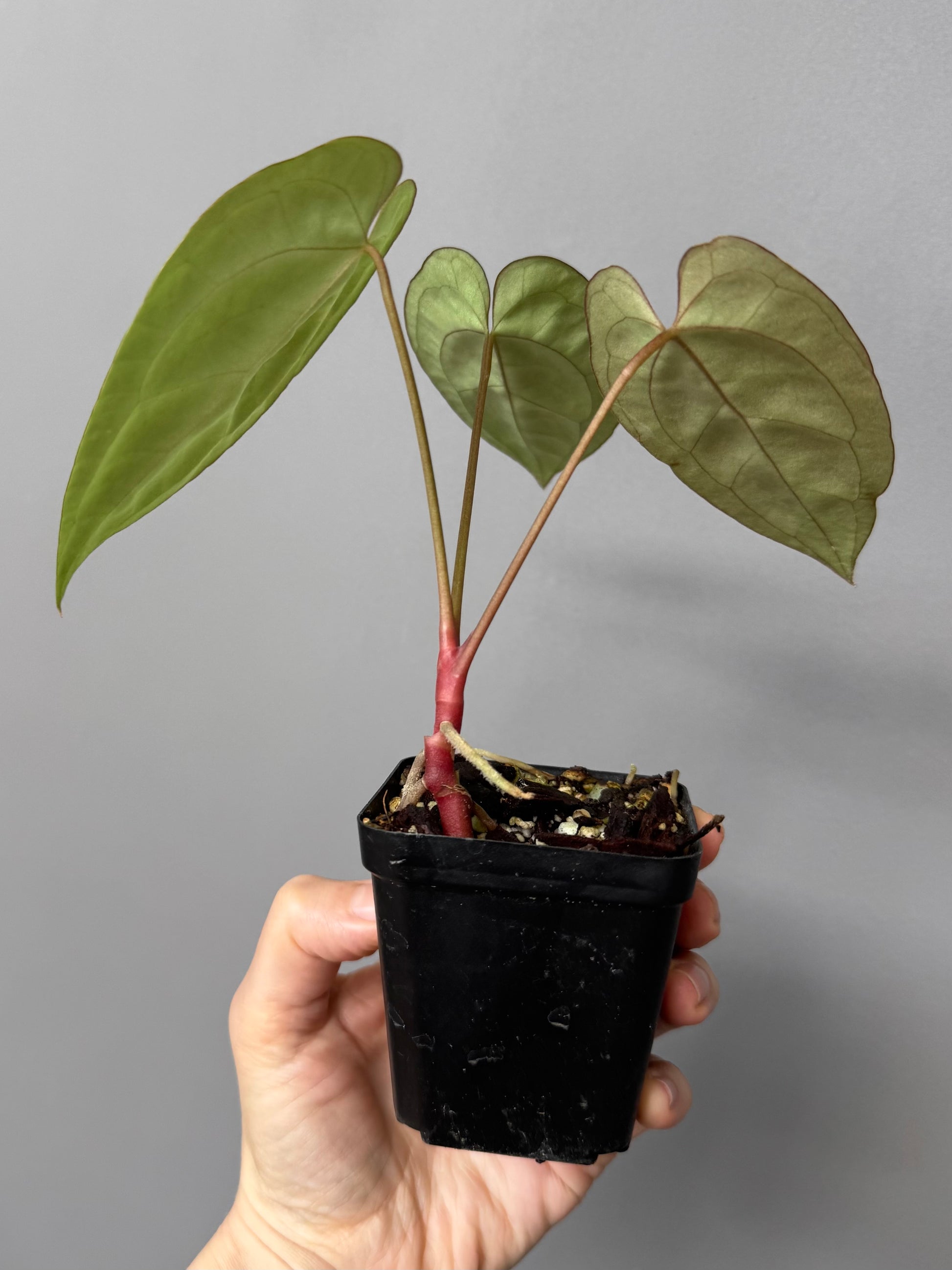Anthurium crystallinum x papillilaminum