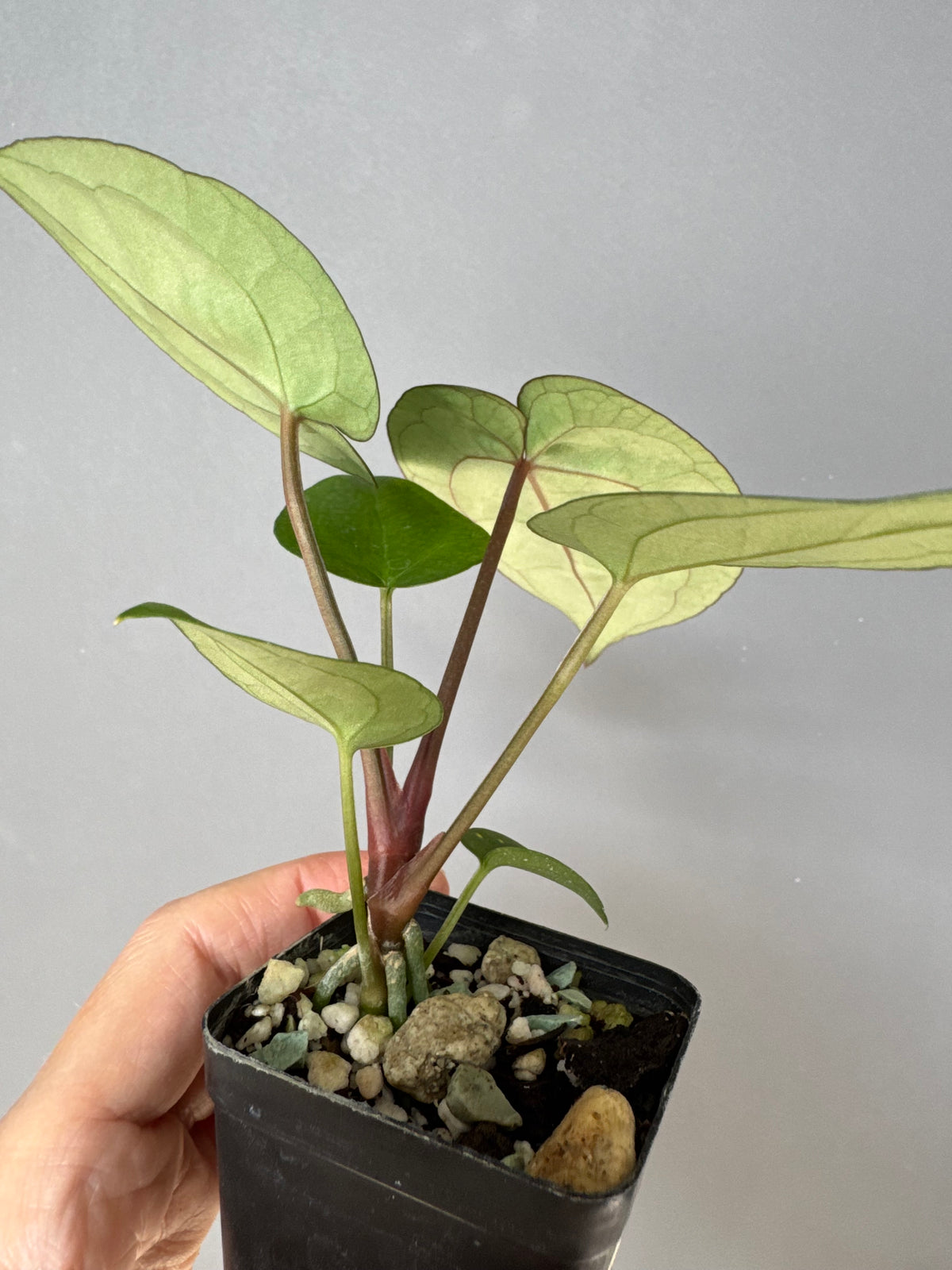 Anthurium (NSE Red Crystallinum x Carla) x RVDP