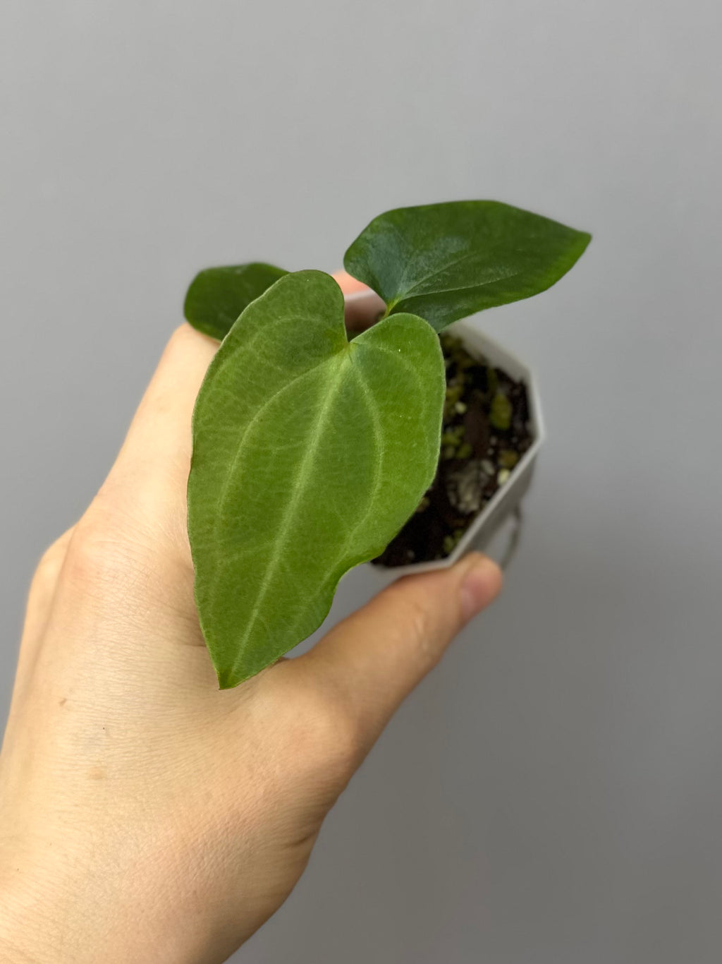 Anthurium BVEP ,Velvet Dream’ x ((round x Felix) x Felix) by thelonelysanctuary