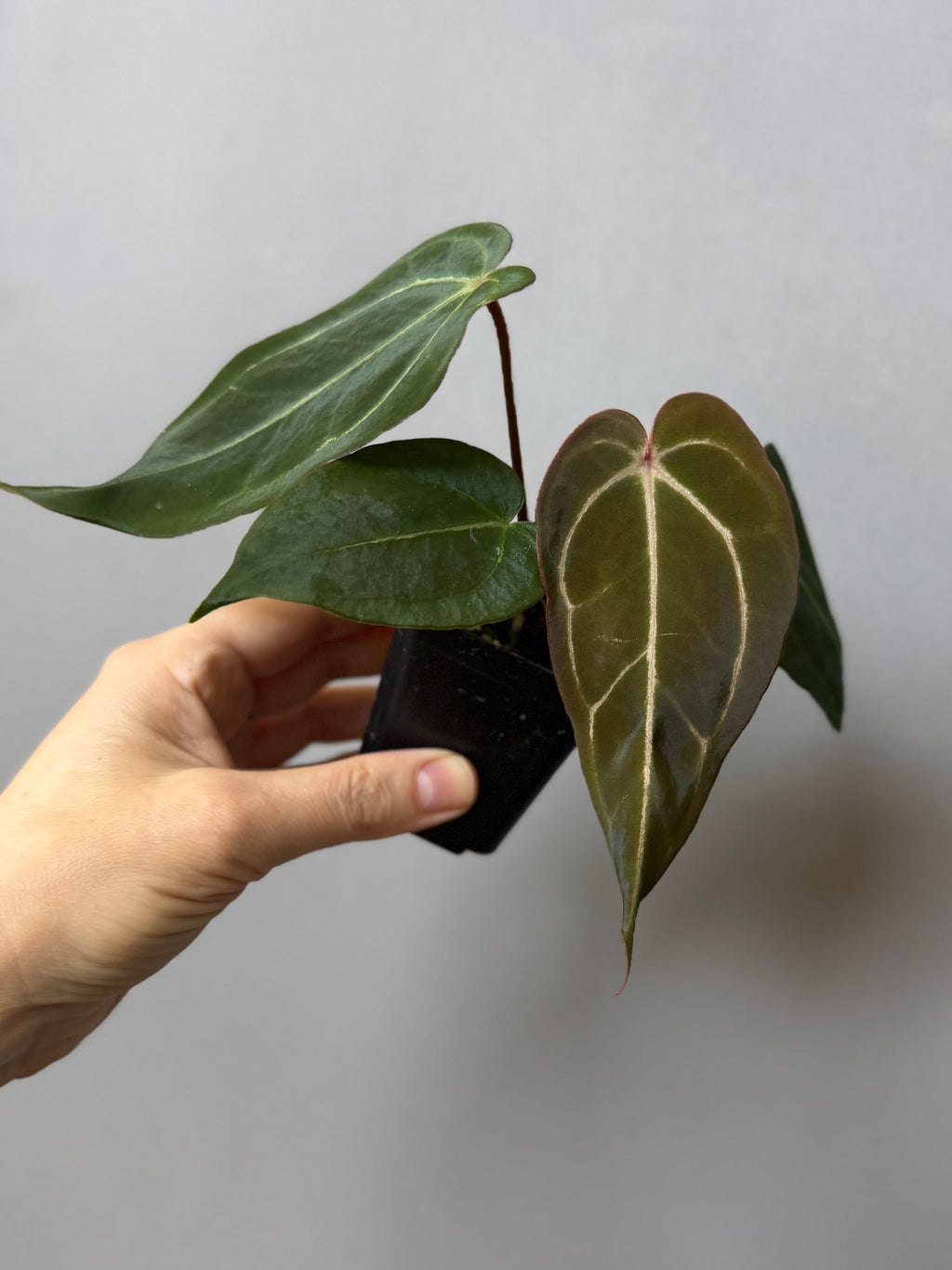 Anthurium (PapillilaminumX x (KOS x Silver Blush)) X (NSE Red Crystallinum x carlablackiae)