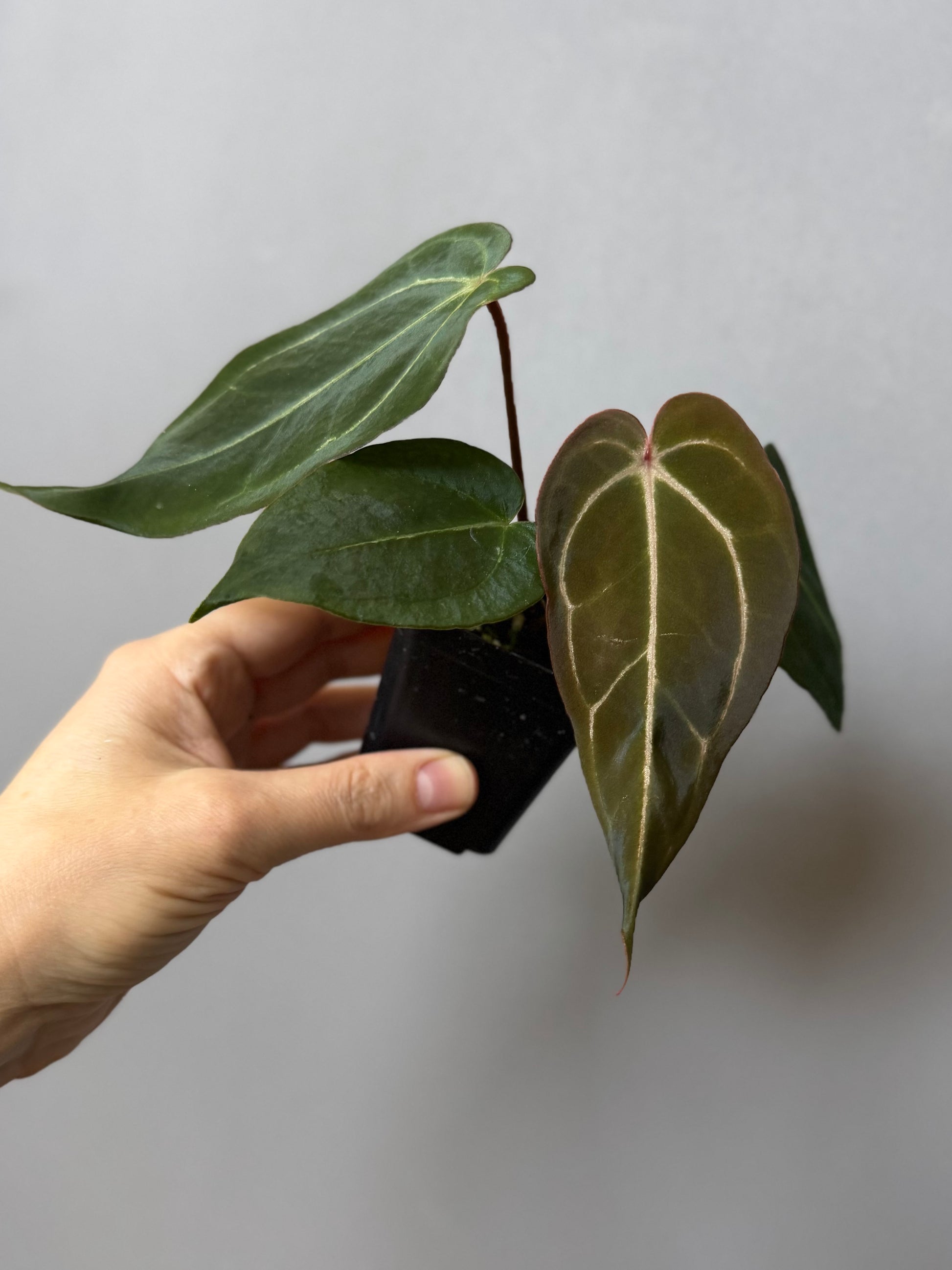 Anthurium (PapillilaminumX x (KOS x Silver Blush)) X (NSE Red Crystallinum x carlablackiae)