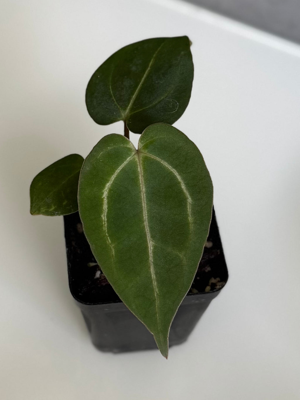 NSE Red Crystallinum x Carlablackiae (blister variegated) Clone/Ableger