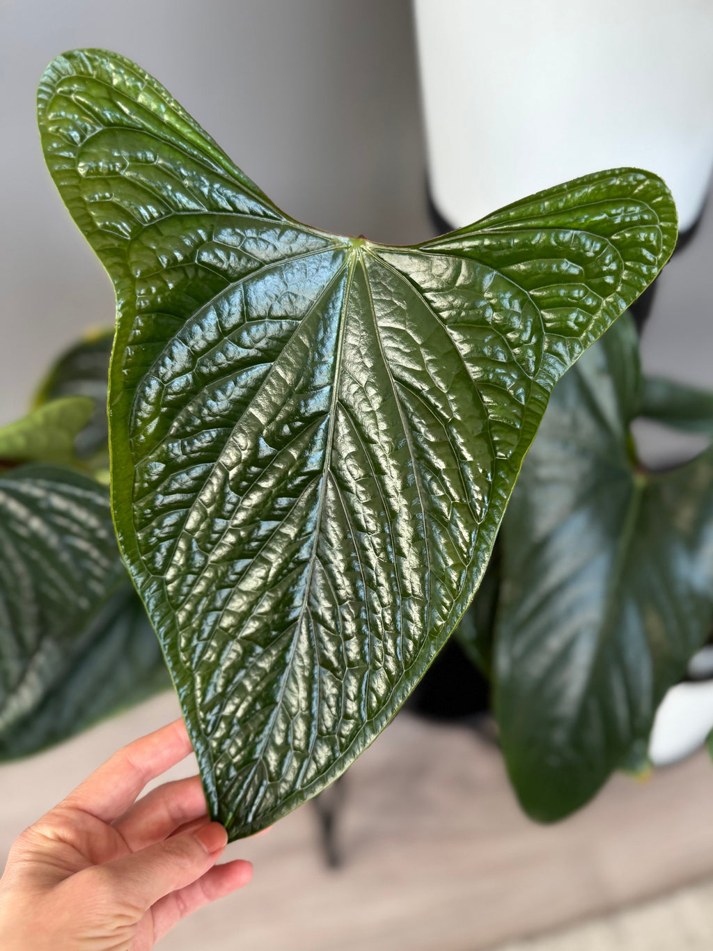 Anthurium luxurians x nigrolaminum ‚Gigi‘