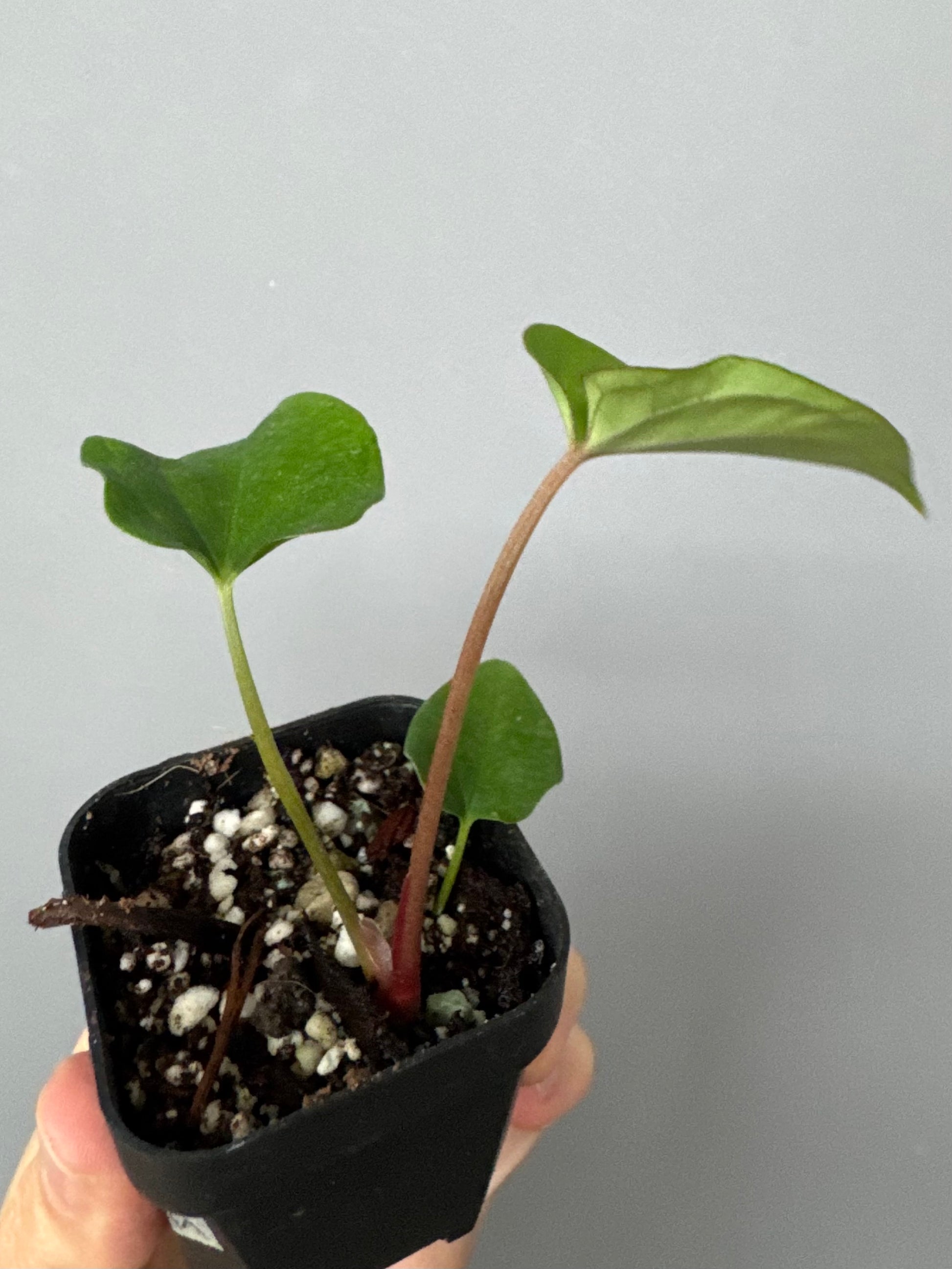 (BVEP x portillae 'Dorito') X papillilaminum H1