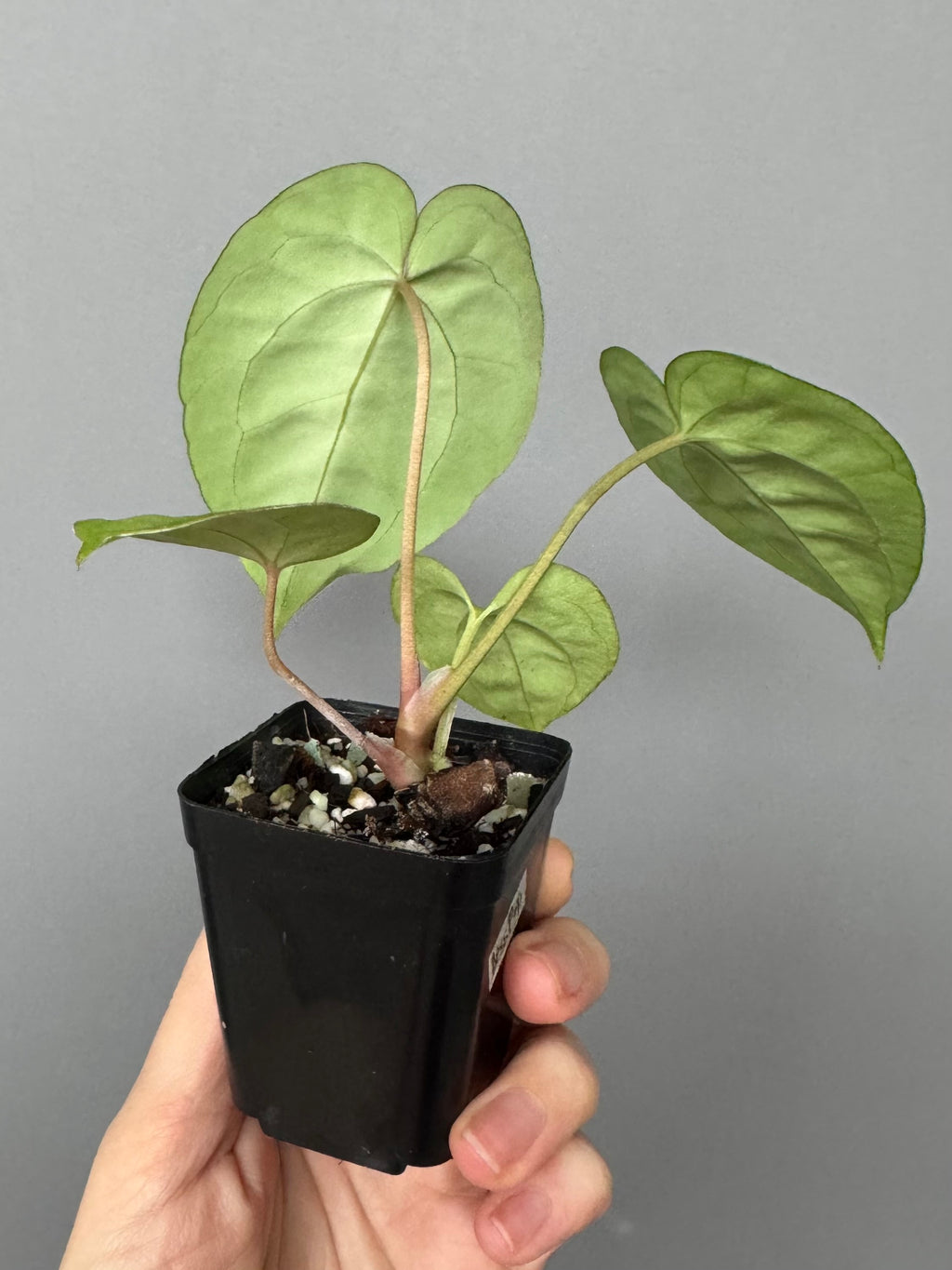 Anthurium Besseae aff. x Papillilaminum