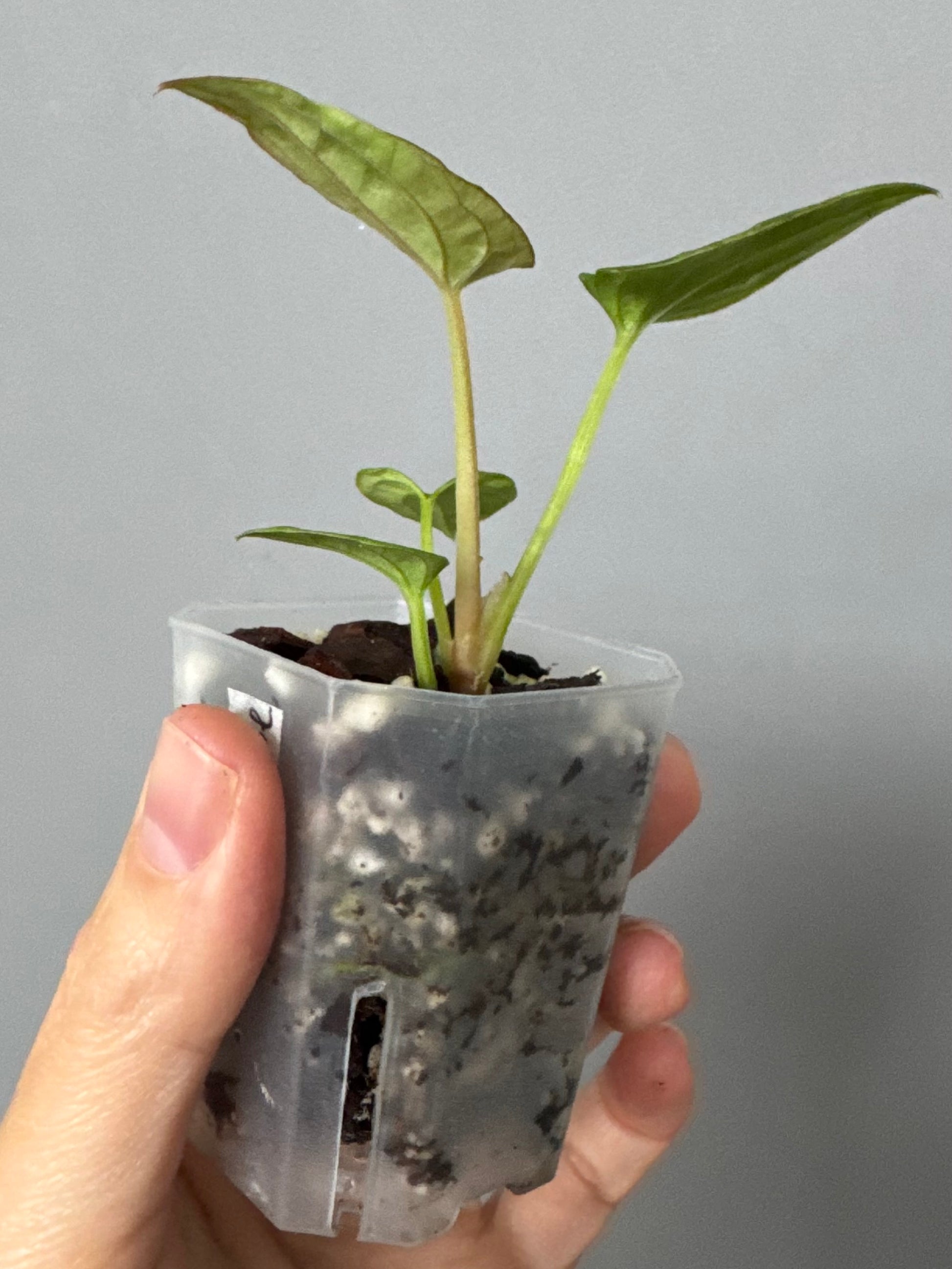 Anthurium Dressleri RG F2 x black (Grant)