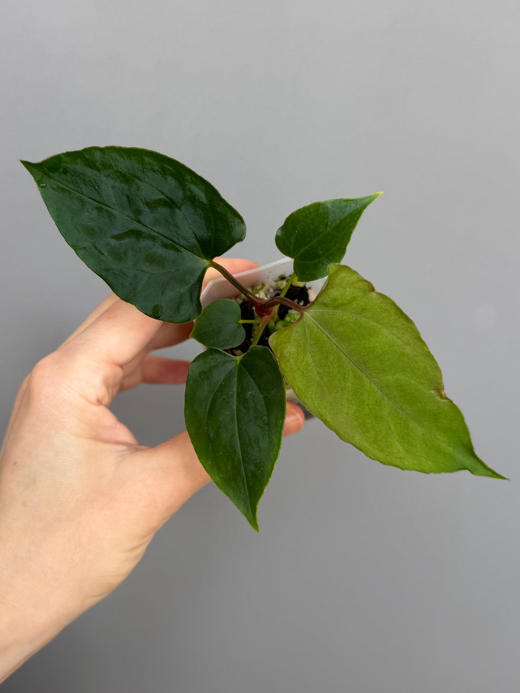 Anthurium papillilaminum Ralph Lynam xself (Dwane/nodeboi)