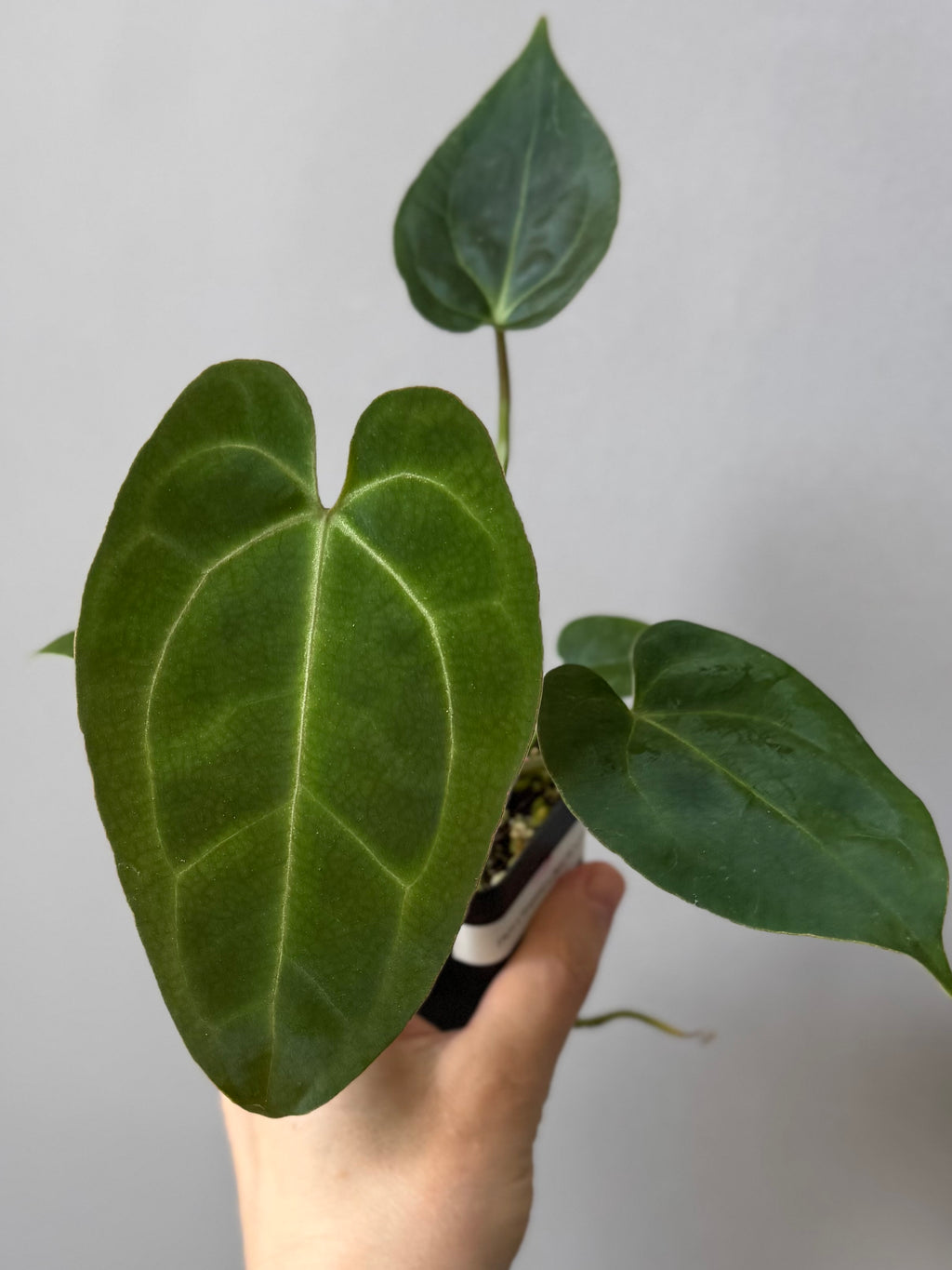 Anthurium (AOS x forgetii) x (NSE Red Crystallinum x Carlablackiae)