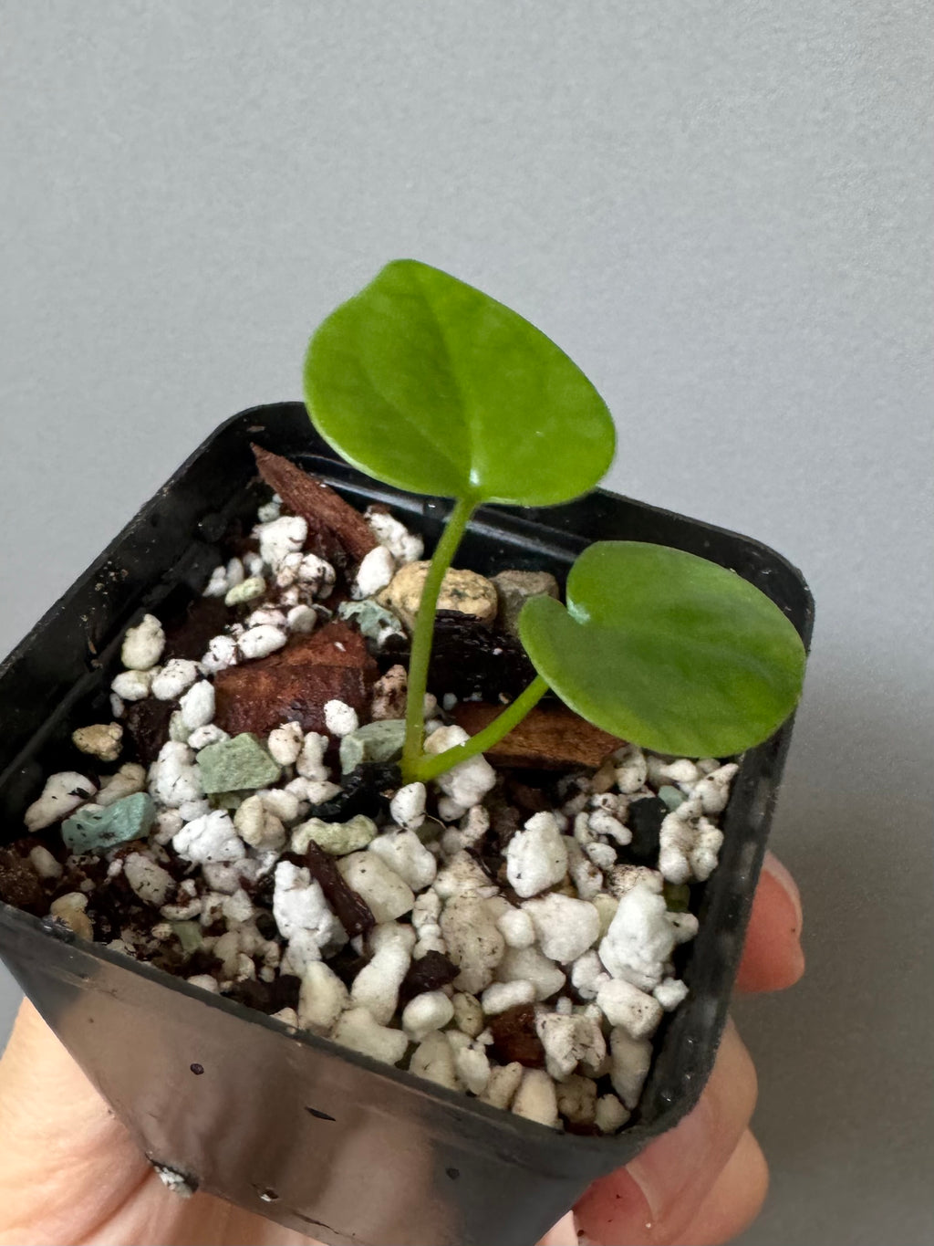 Anthurium ((Midnight Velvet x Red Studd) x NSE CarlaX) x diabloense (seedling #2)