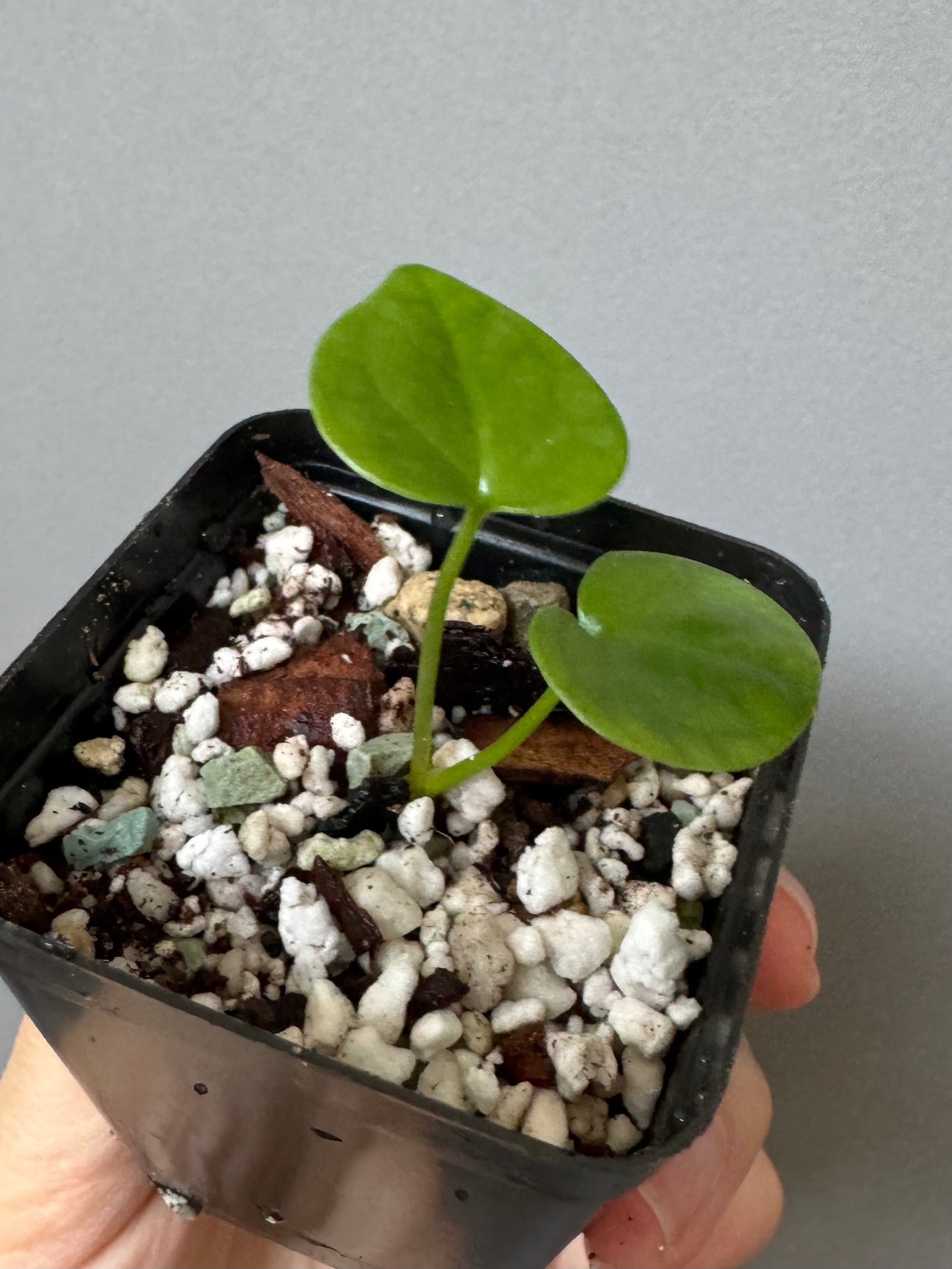 Anthurium ((Midnight Velvet x Red Studd) x NSE CarlaX) x diabloense (seedling #2)