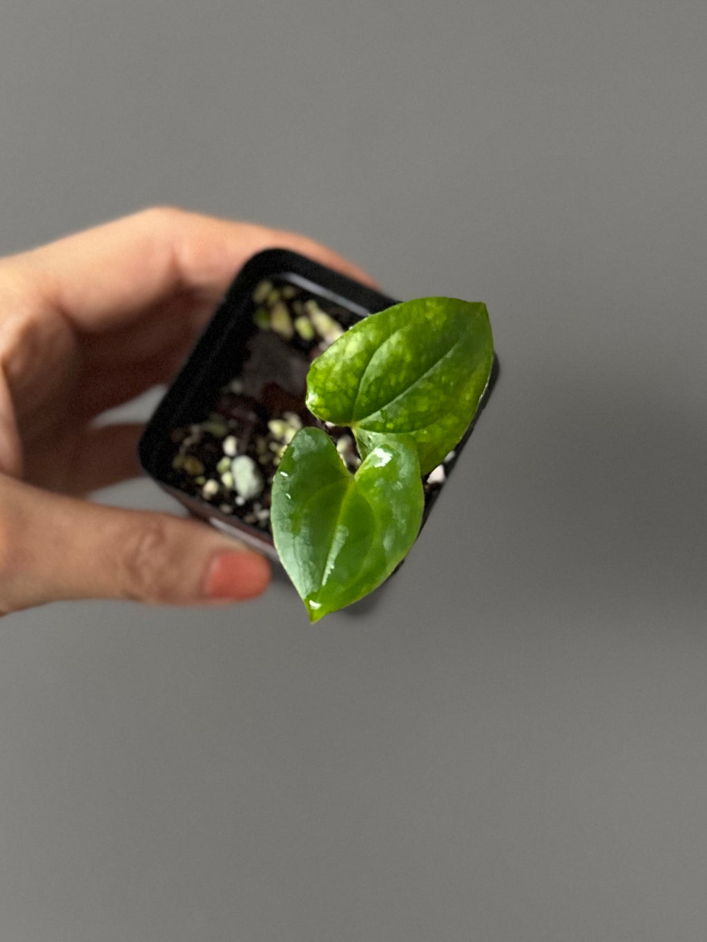 Anthurium papillilaminum Fort Sherman x RVDP (FSxRVDP)