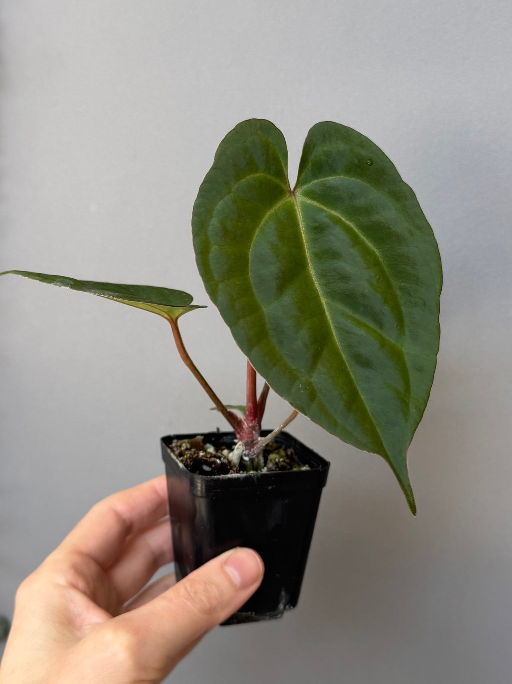 Anthurium (Papillilaminum Daniel x Besseae aff.) x  (NSE Red Crystallinum x Carlablackiae)