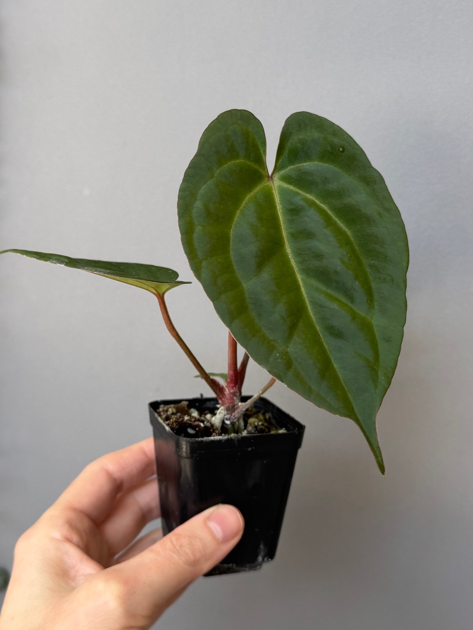 Anthurium (Papillilaminum Daniel x Besseae aff.) x  (NSE Red Crystallinum x Carlablackiae)