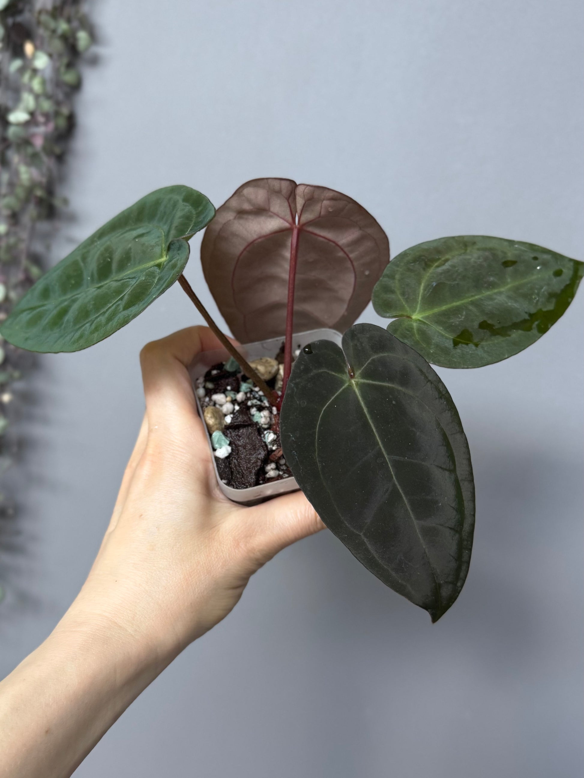Anthurium papillilaminum x Michelle