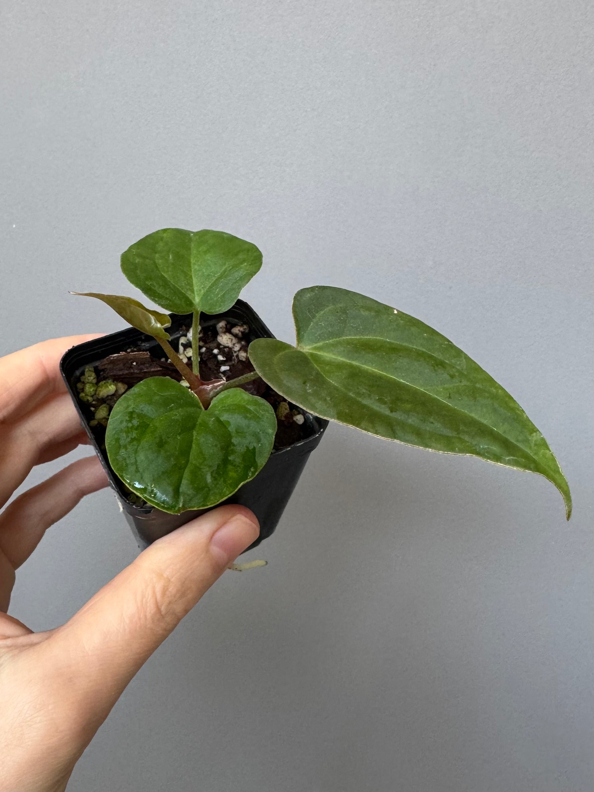 Anthurium Tezula AOS df x BVEP neon (Sarah/botanophile)