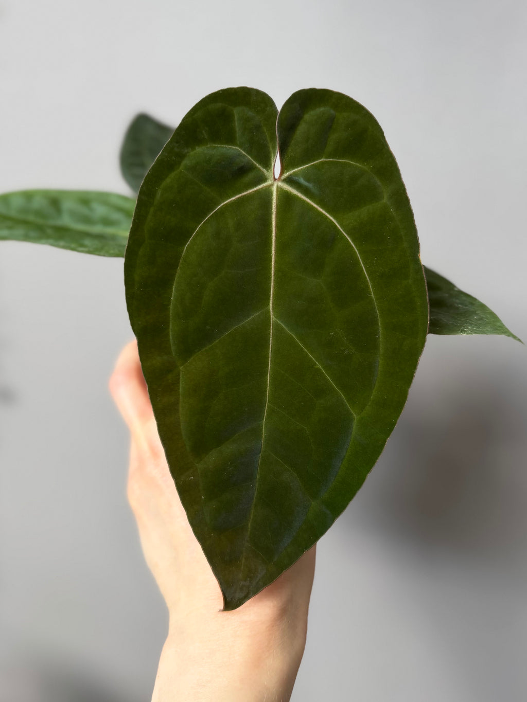 Anthurium papillilaminum x Michelle