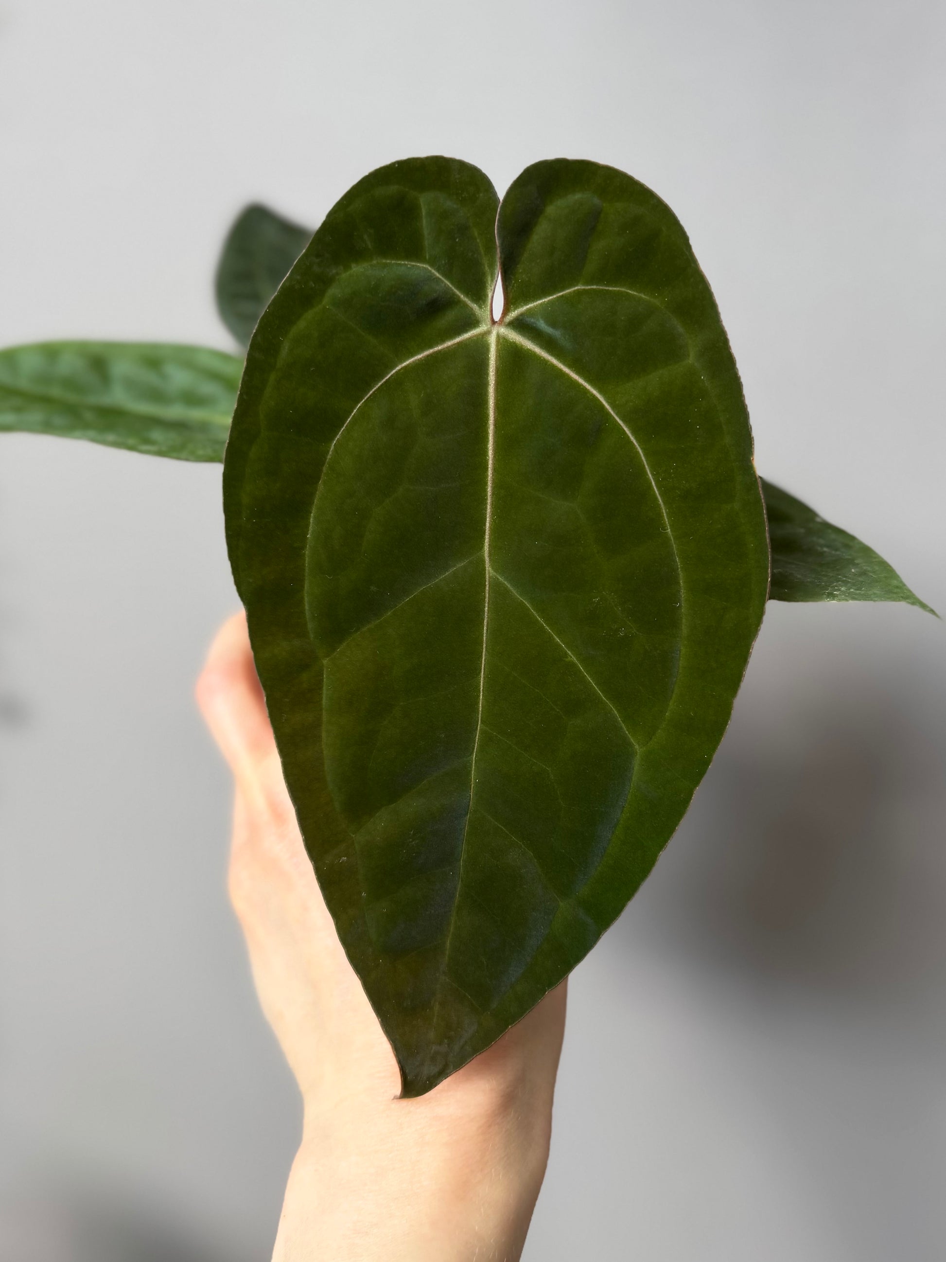 Anthurium papillilaminum x Michelle