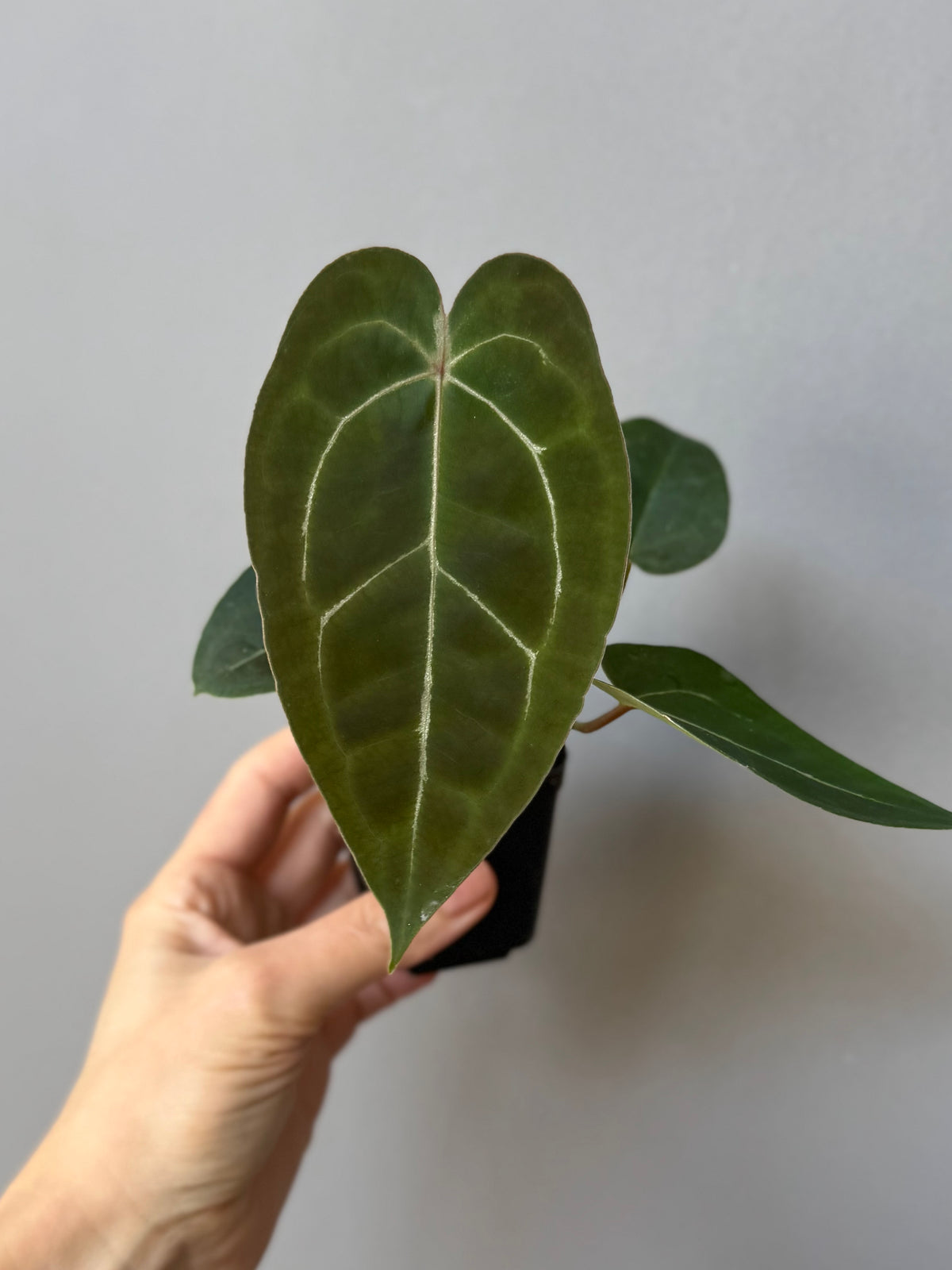 Anthurium (AOS x forgetii) x (NSE Red Crystallinum x Carlablackiae)