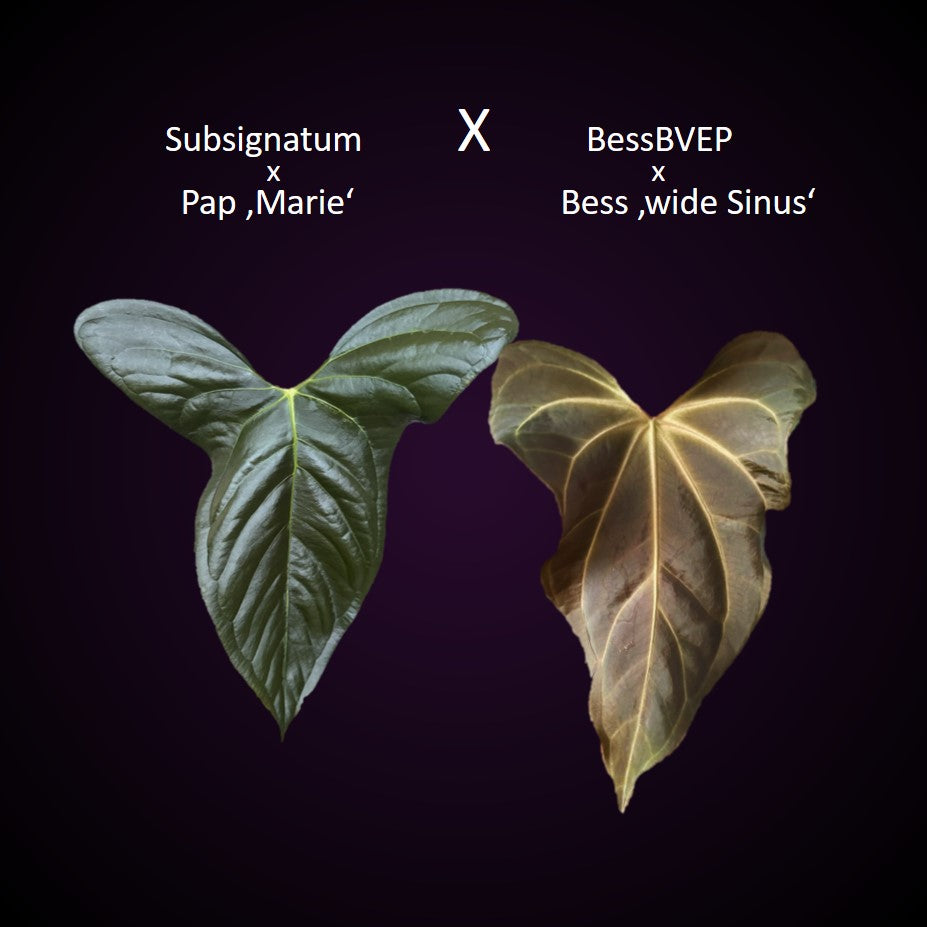 **NEW** Anthurium (Subsignatum x Papillilaminum ‚Marie‘) x ((Besseae aff. x BVEP) x Besseae aff. ‚wide sinus‘) - germinated seeds