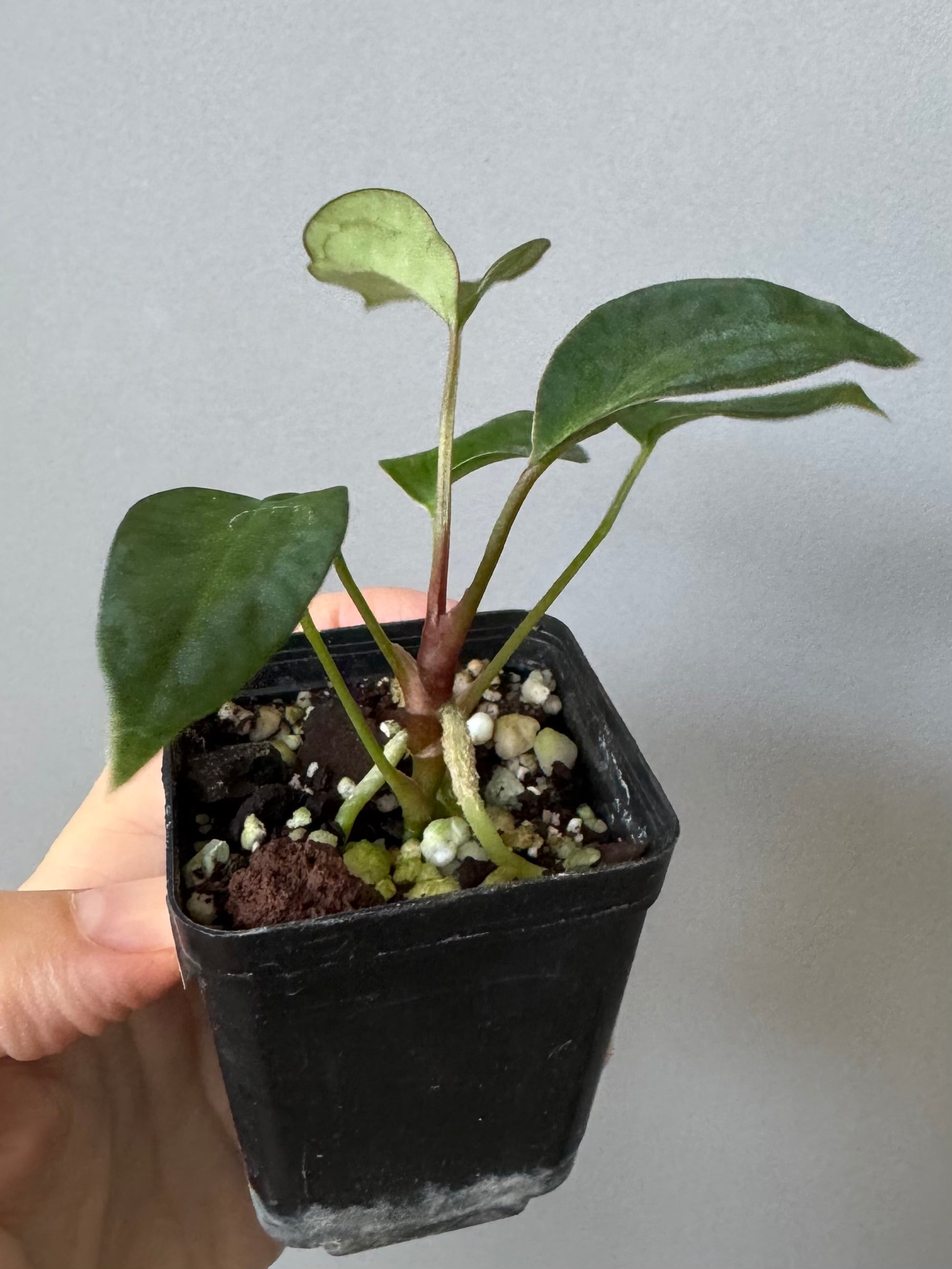 Anthurium (MagCrystal x NoID) x Papillilaminum
