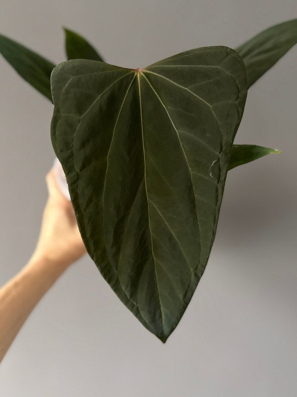Anthurium portillae ‚Dorito‘ clone cutting 