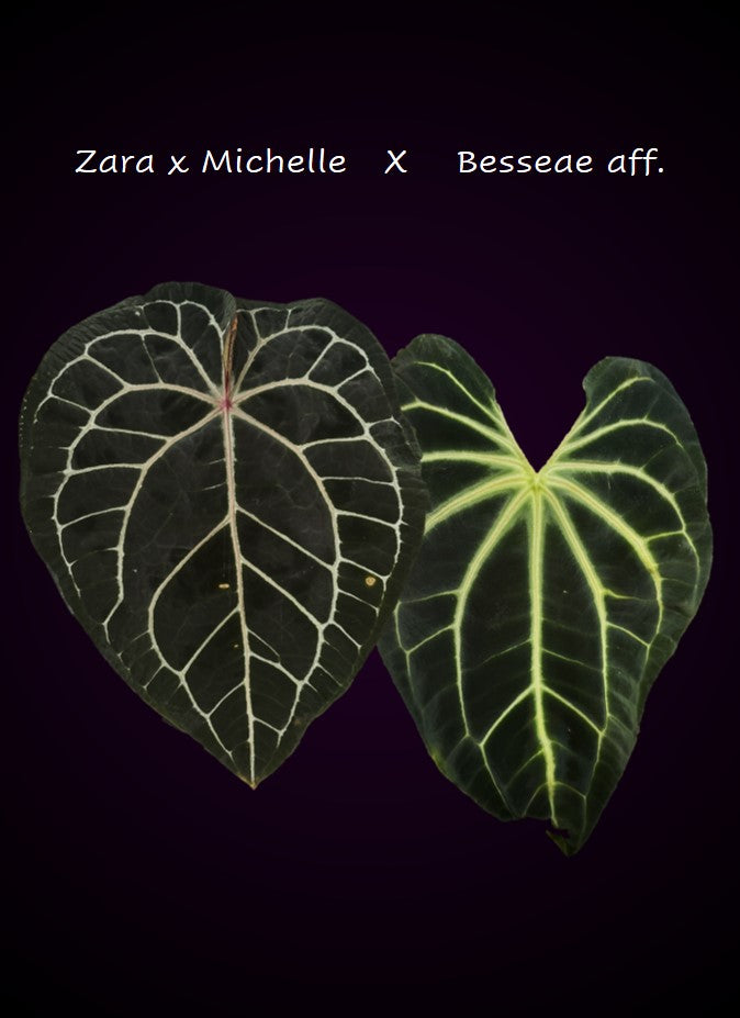 ZxM X Besseae aff. - Plant B