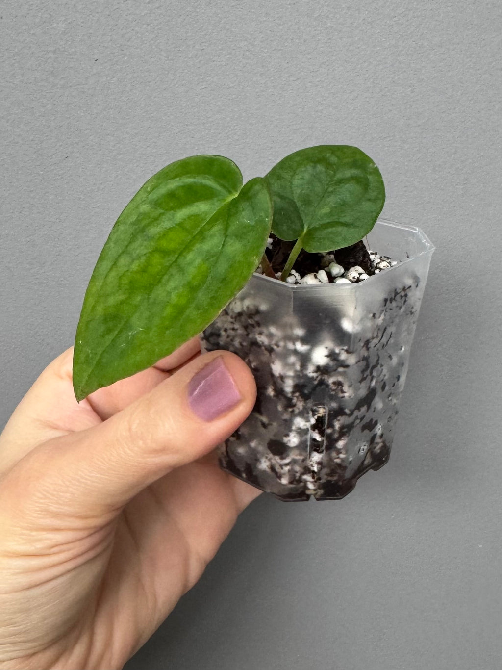 Anthurium BVEP RF1 x Dark Star (Grant)