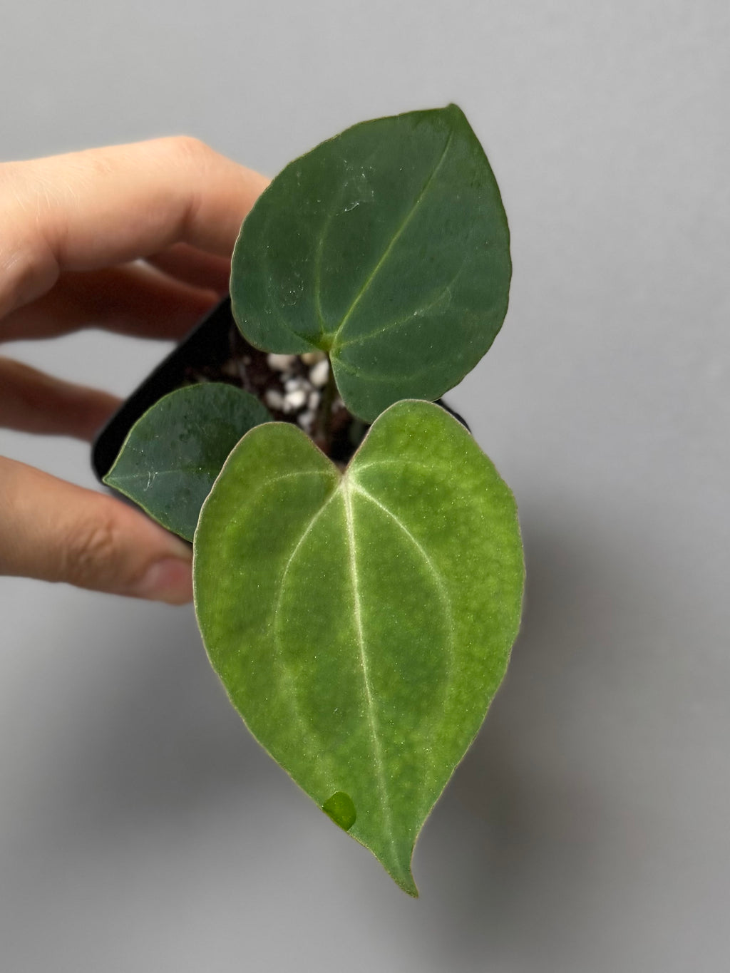 Anthurium (Papillilaminum Daniel x Besseae aff.) x  (NSE Red Crystallinum x Carlablackiae)