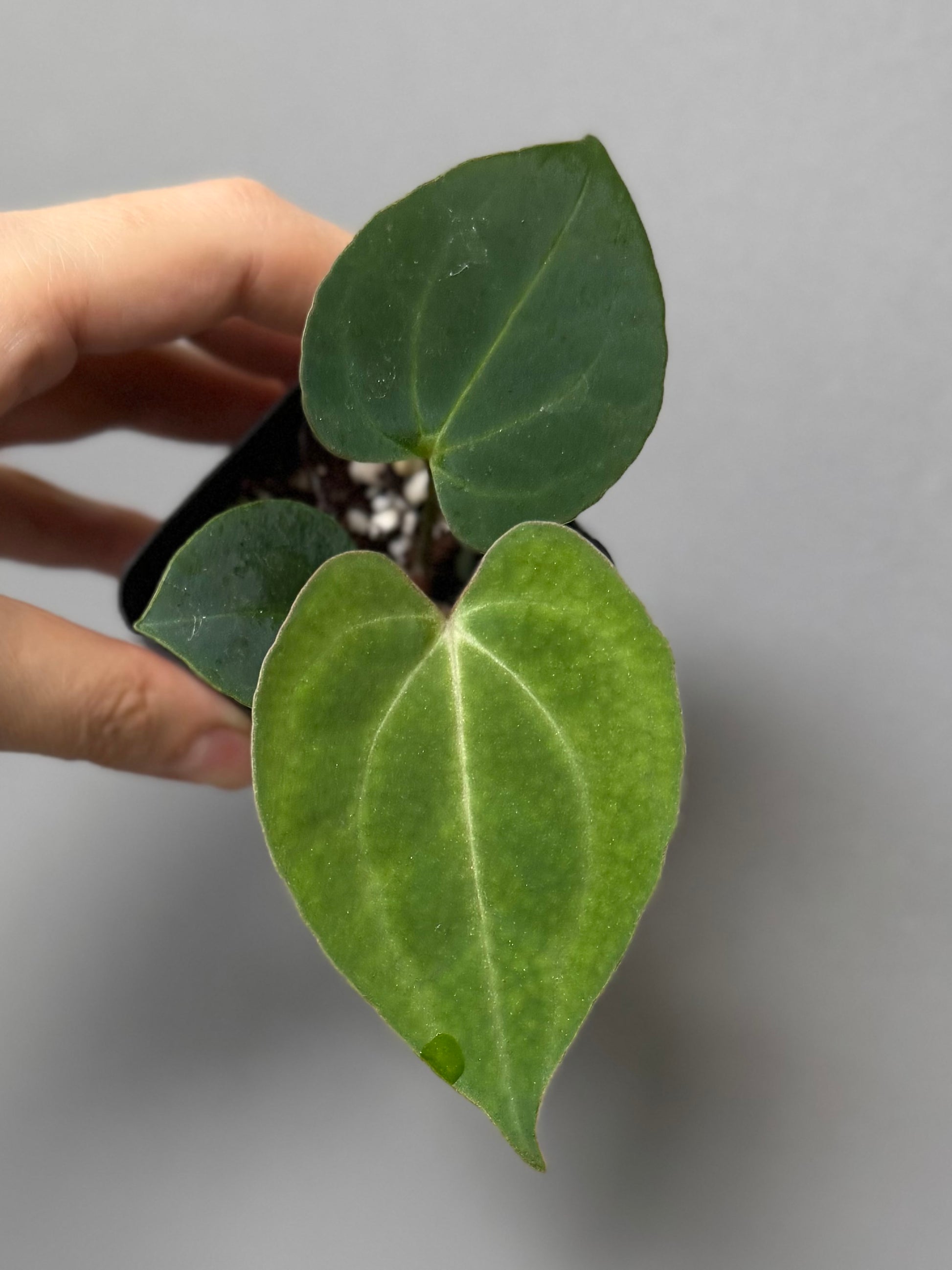 Anthurium (Papillilaminum Daniel x Besseae aff.) x  (NSE Red Crystallinum x Carlablackiae)
