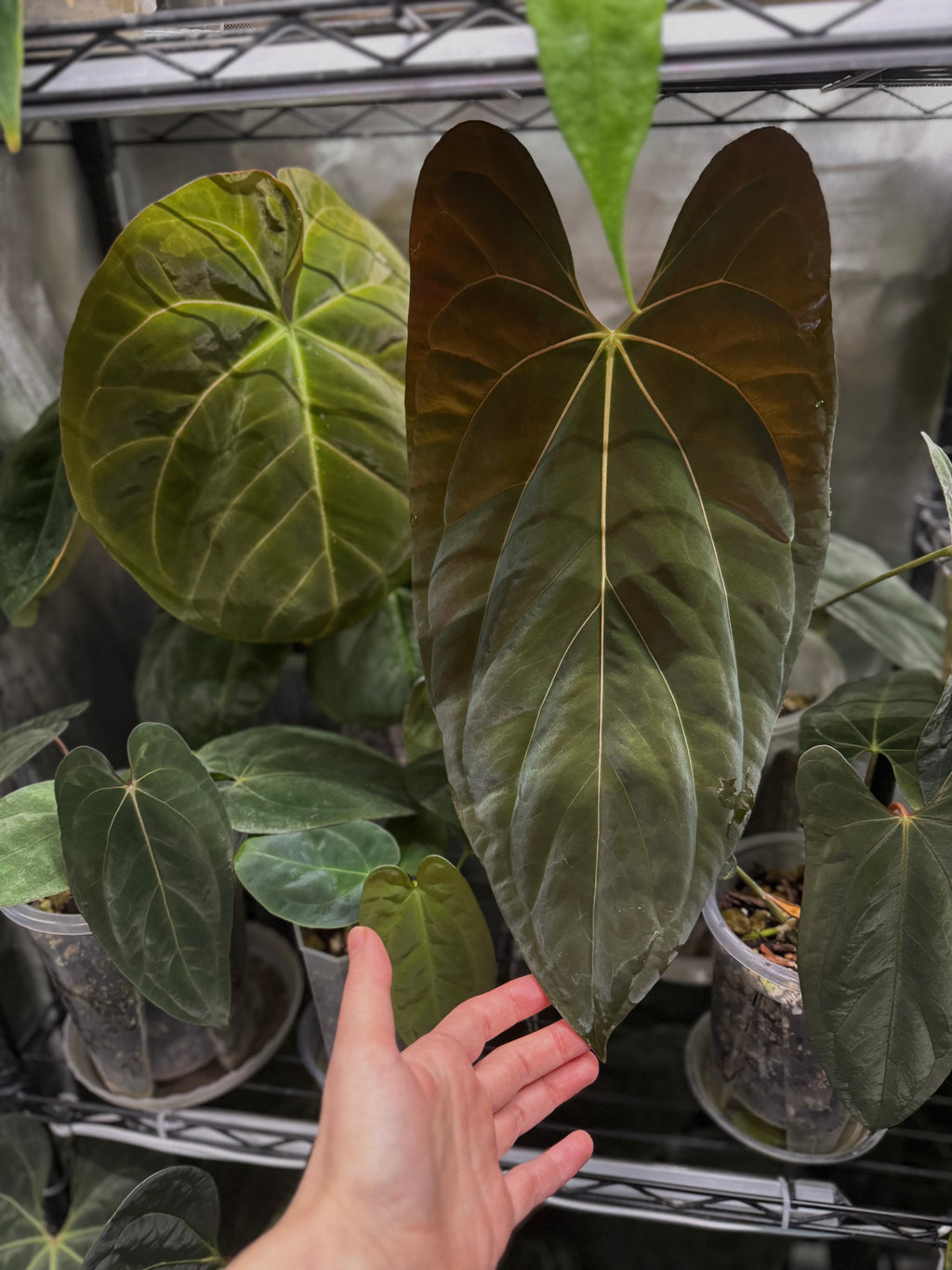 Anthurium ((BVEP x Portillae Dorito) x (Dark Phoenix x Goliath)) x (Fort Sherman x RVDP) - germinated seeds