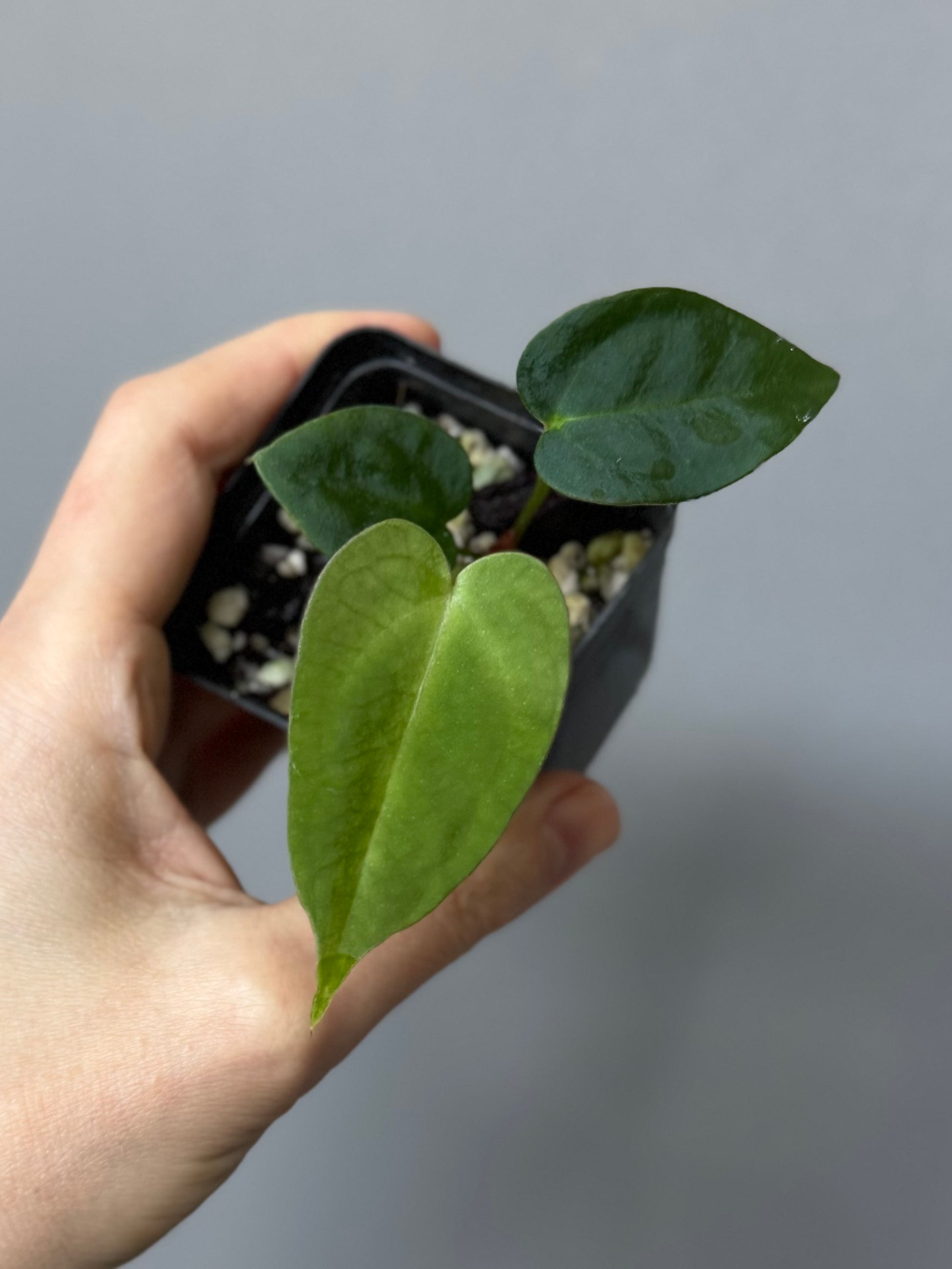 Anthurium (NoID x papi Indo) x (DHxRVC)