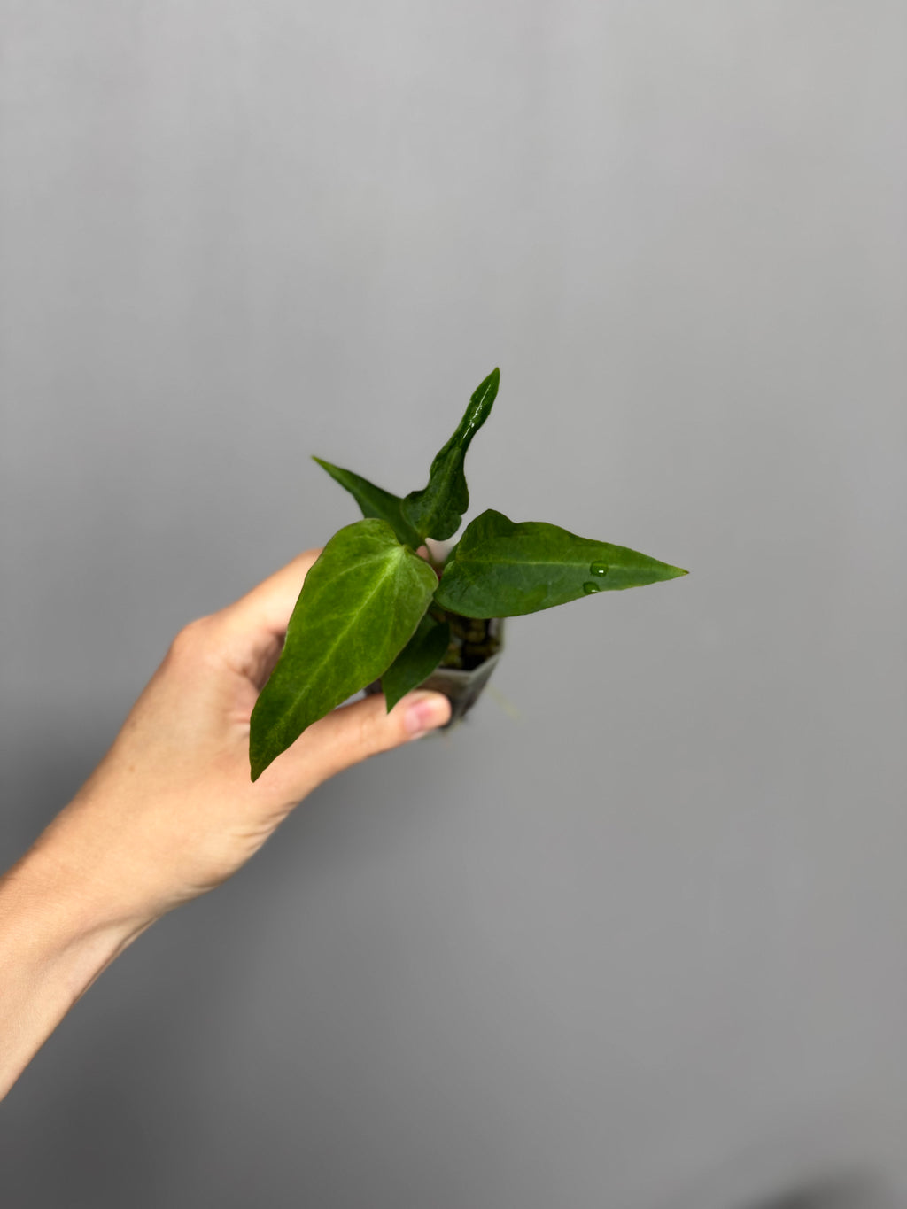 Anthurium ((magnificum x crystallinum) x NoID) X Papillilaminum - Mutation 3