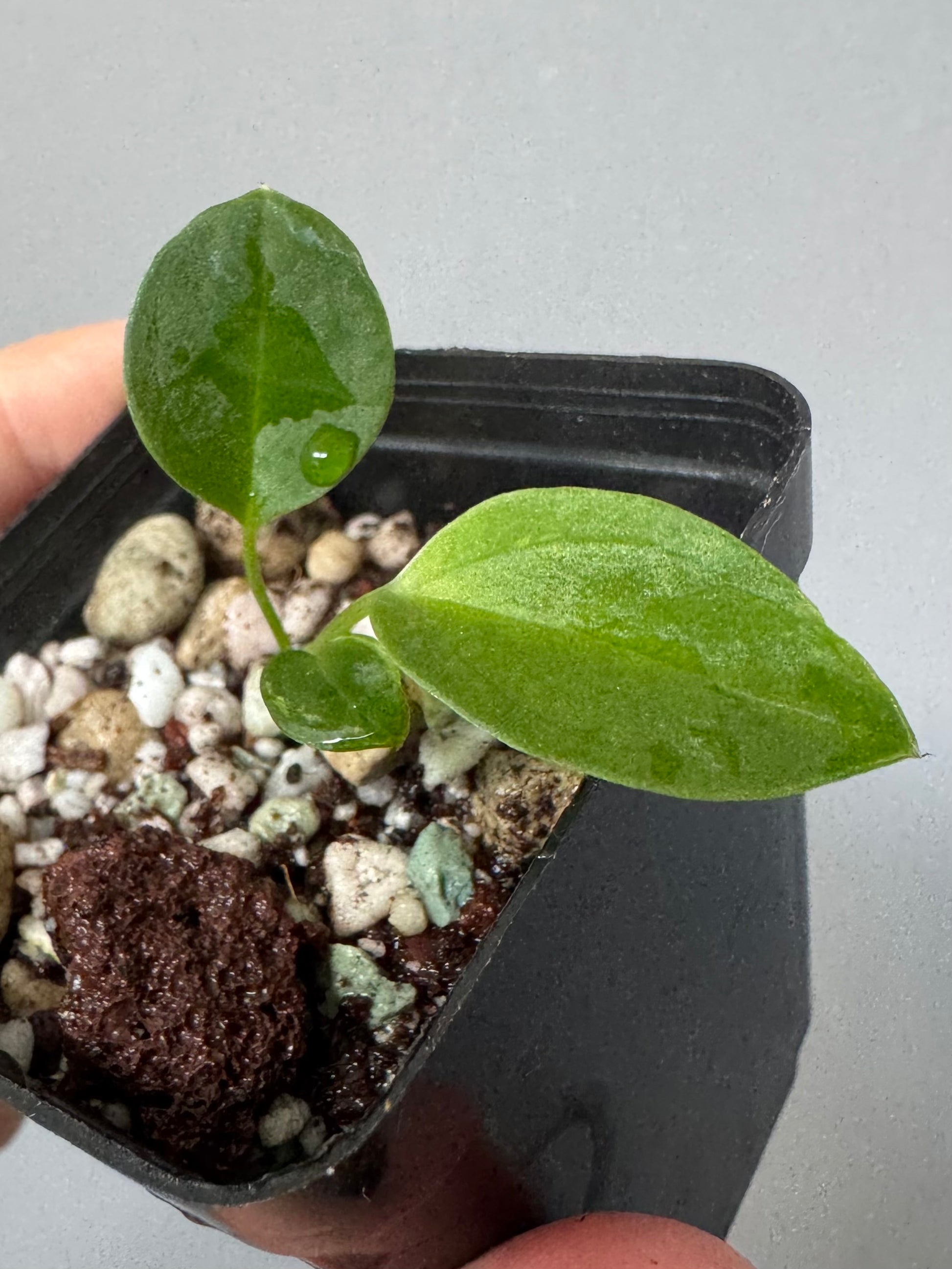 (Papillilaminum Daniel x Besseae aff.) X warocqueanum