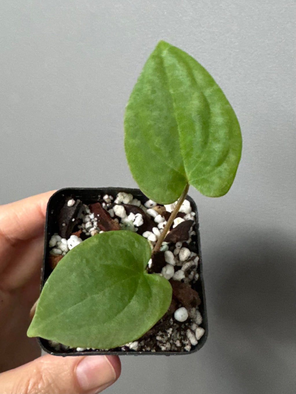 Anthurium BVEP OG1 x Papillilaminum Lago Gatun