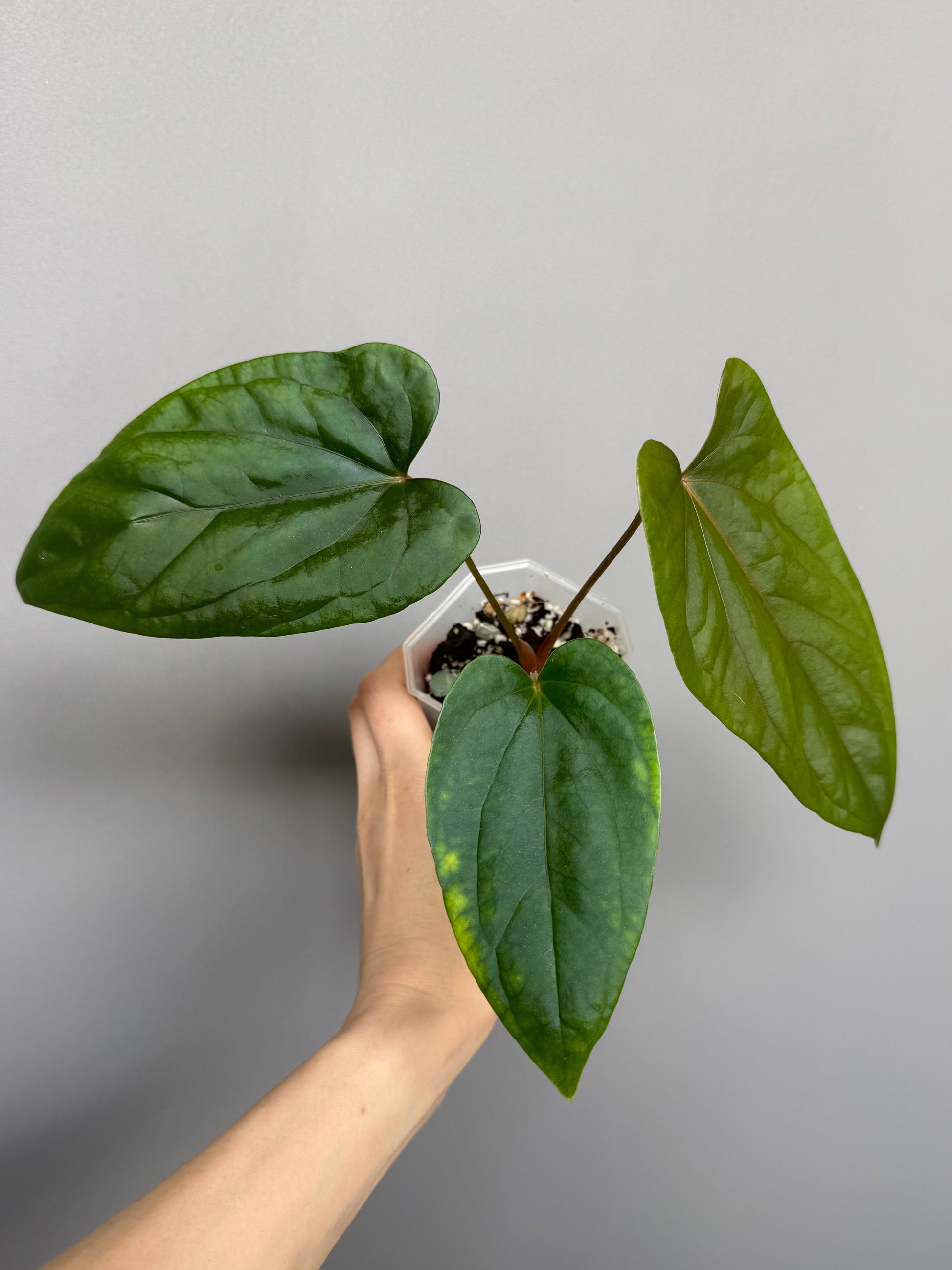 Anthurium Mr. Worldwide x debilis (by variegated_stringray)