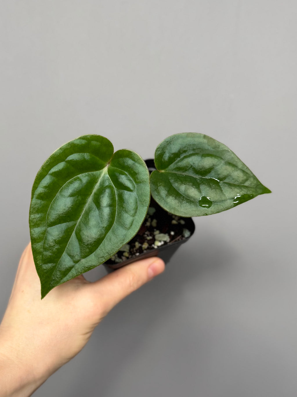 Anthurium (papillilaminum Hybrid x (KOS x Silver Blush)) X luxurians