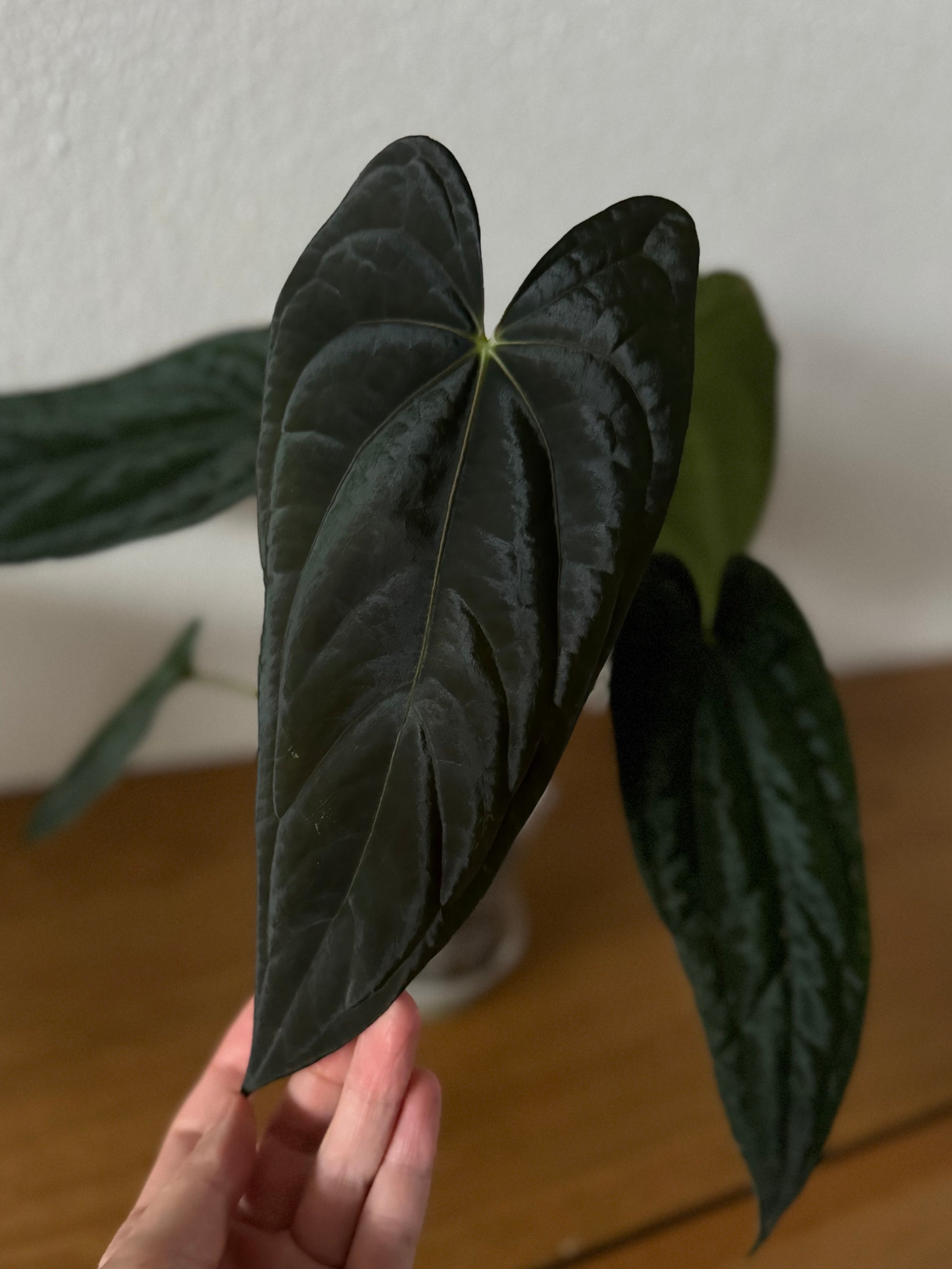 Anthurium Papillilaminum Fort Sherman x RG Dressleri (by thelonlysanctuary)