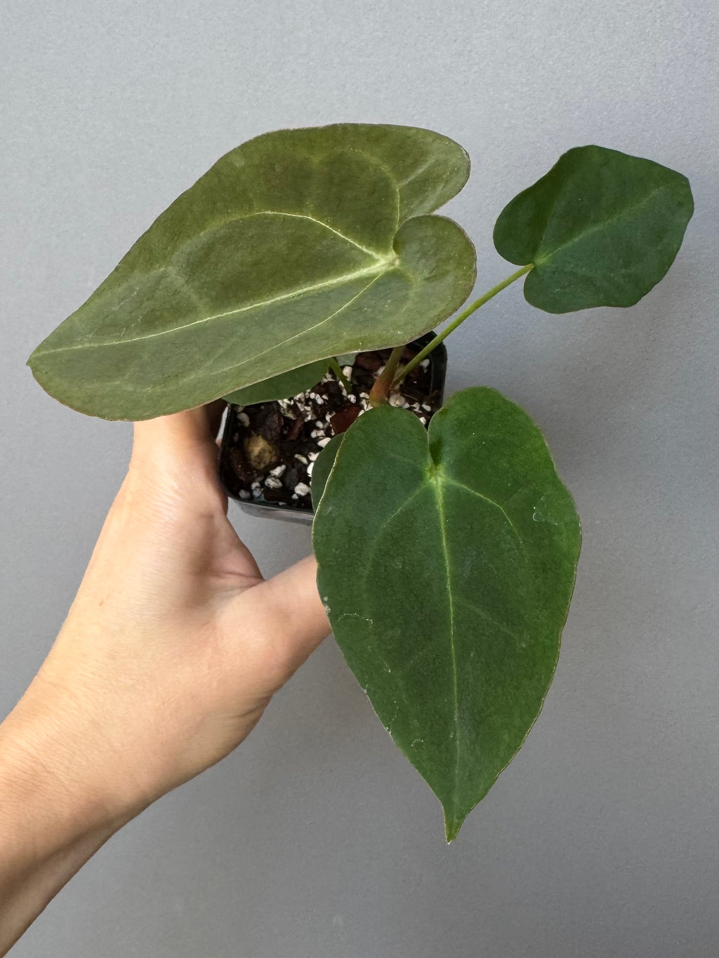 Anthurium forgetii dark form x Carlablackiae